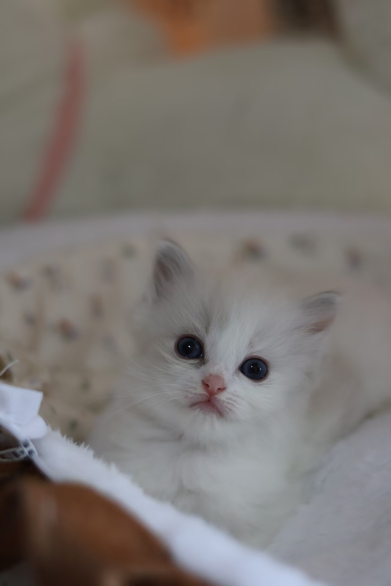 布林