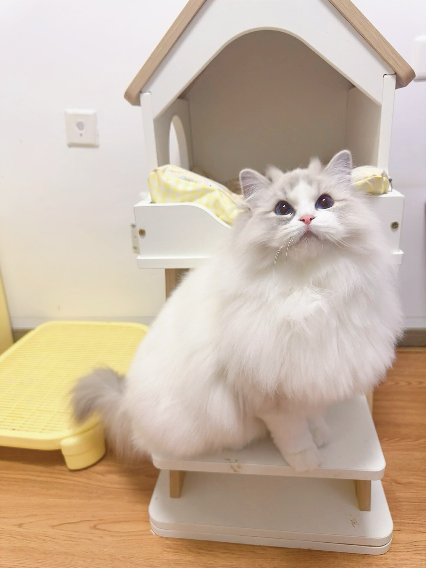人，咪的胸毛给你靠