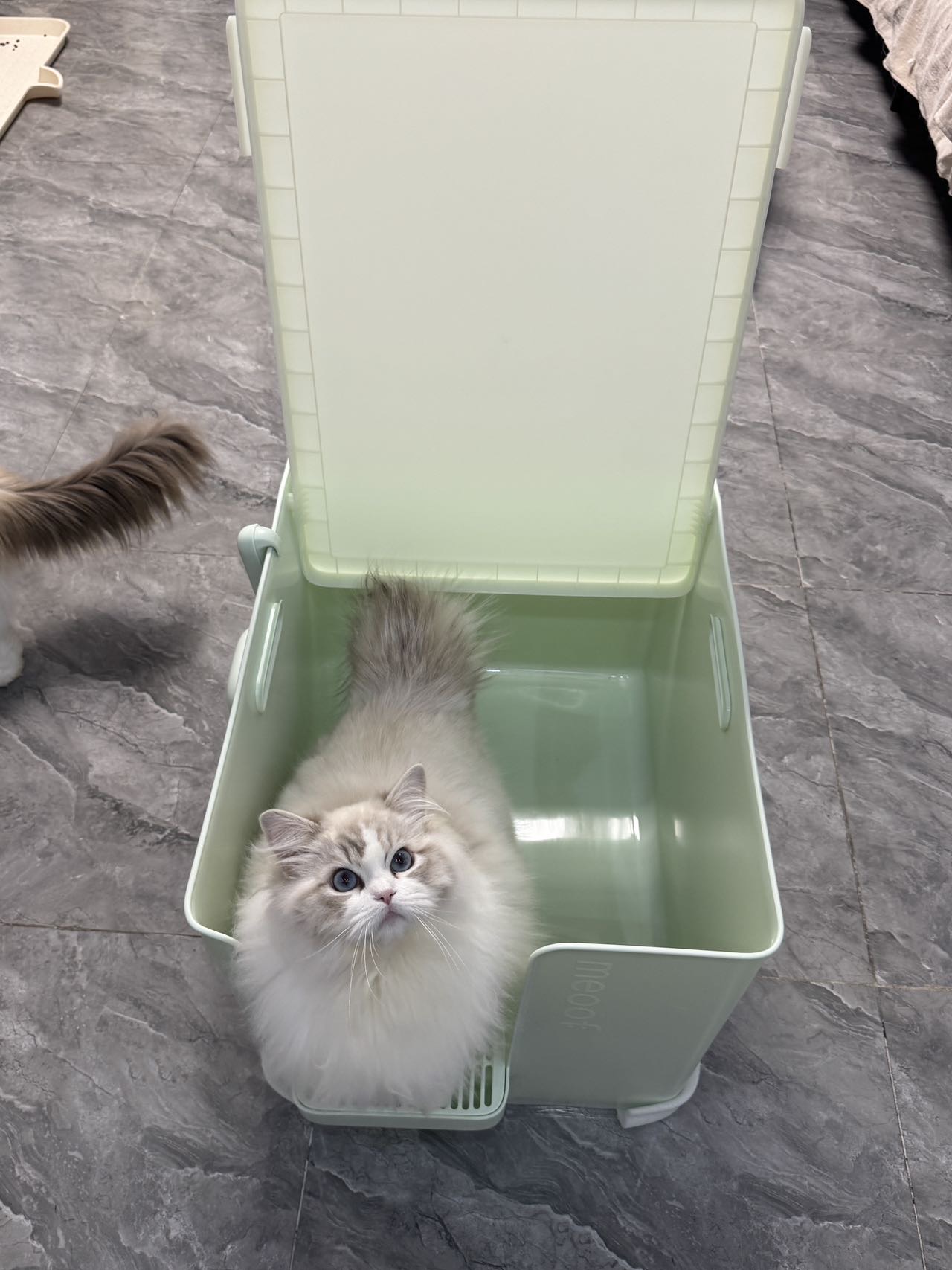猫之大，一盆刚装下～