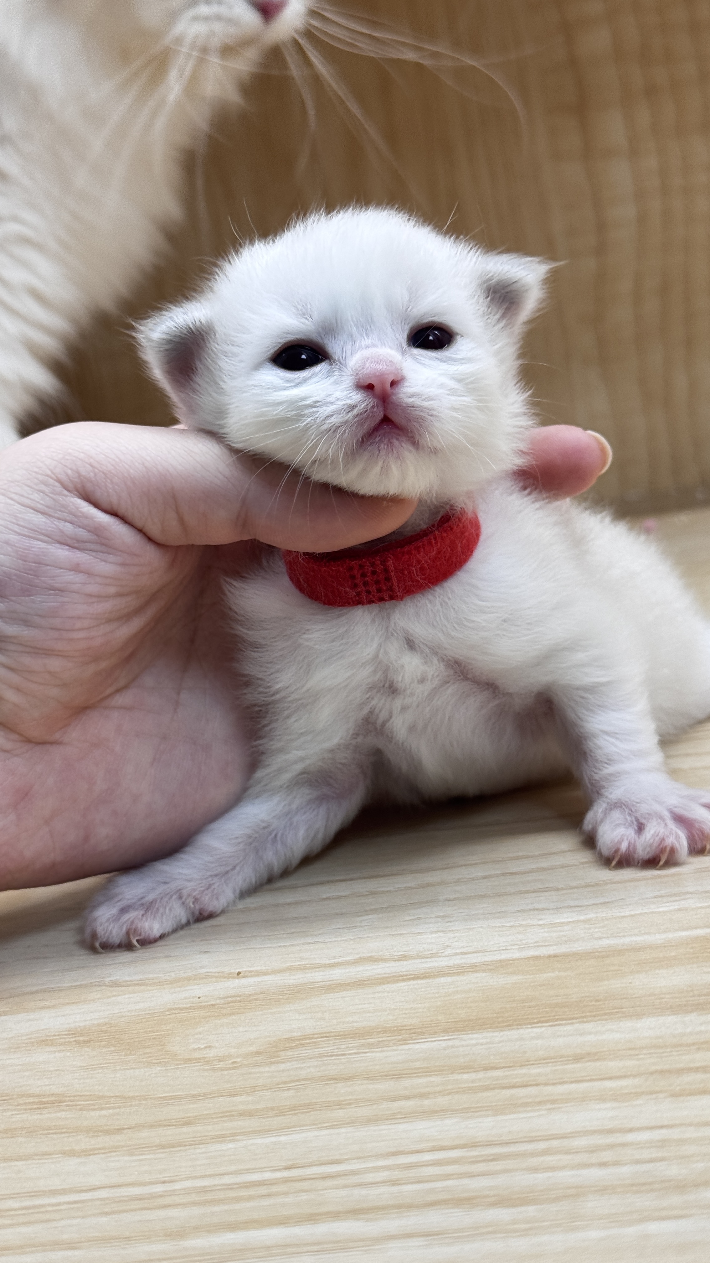 懵懵小红