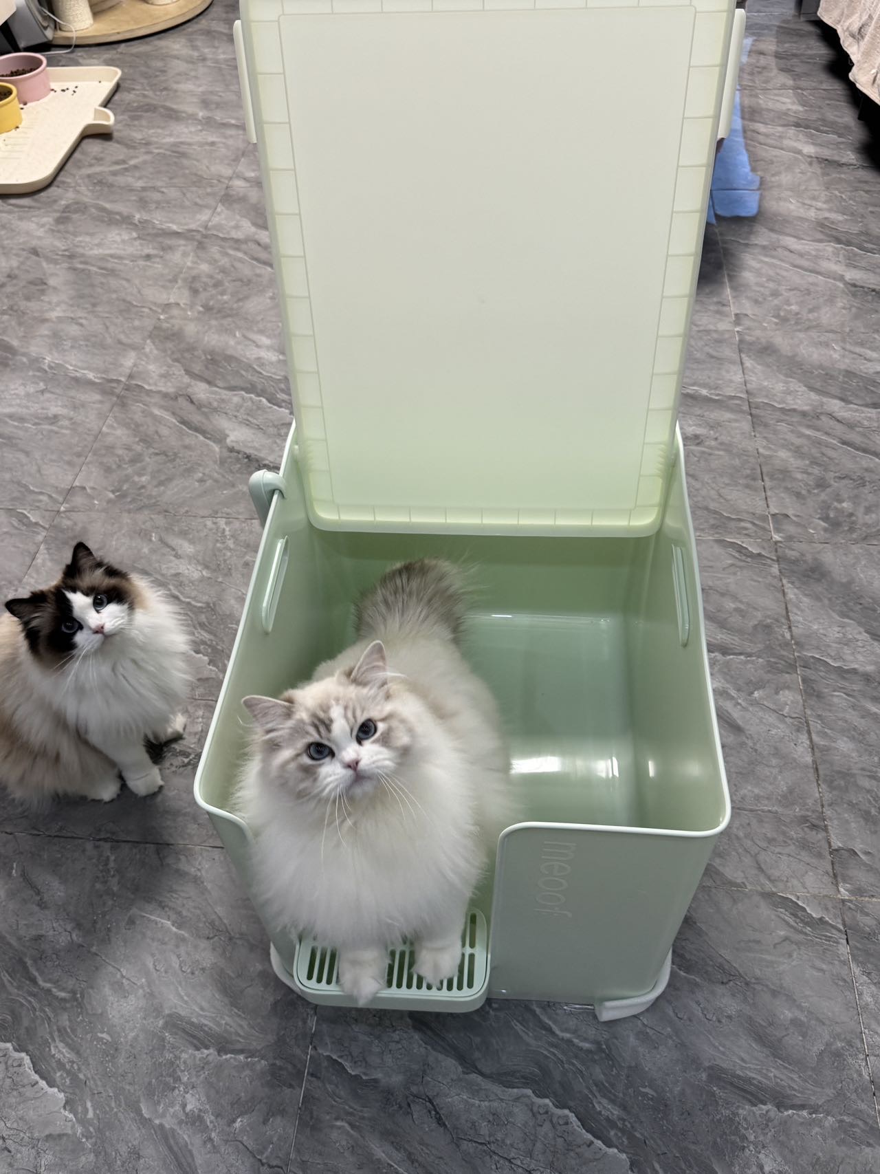 猫之大，一盆刚装下～