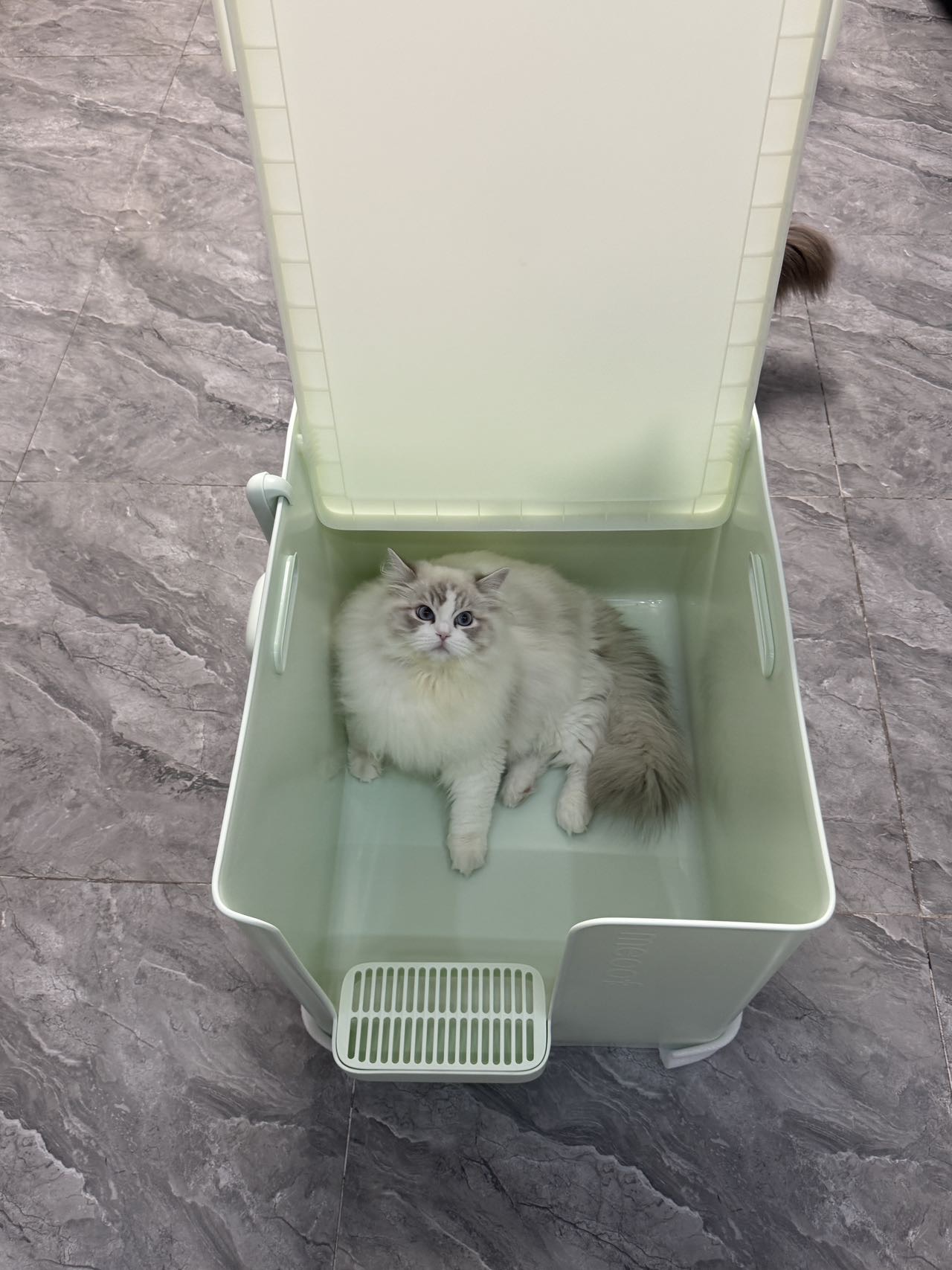 猫之大，一盆刚装下～