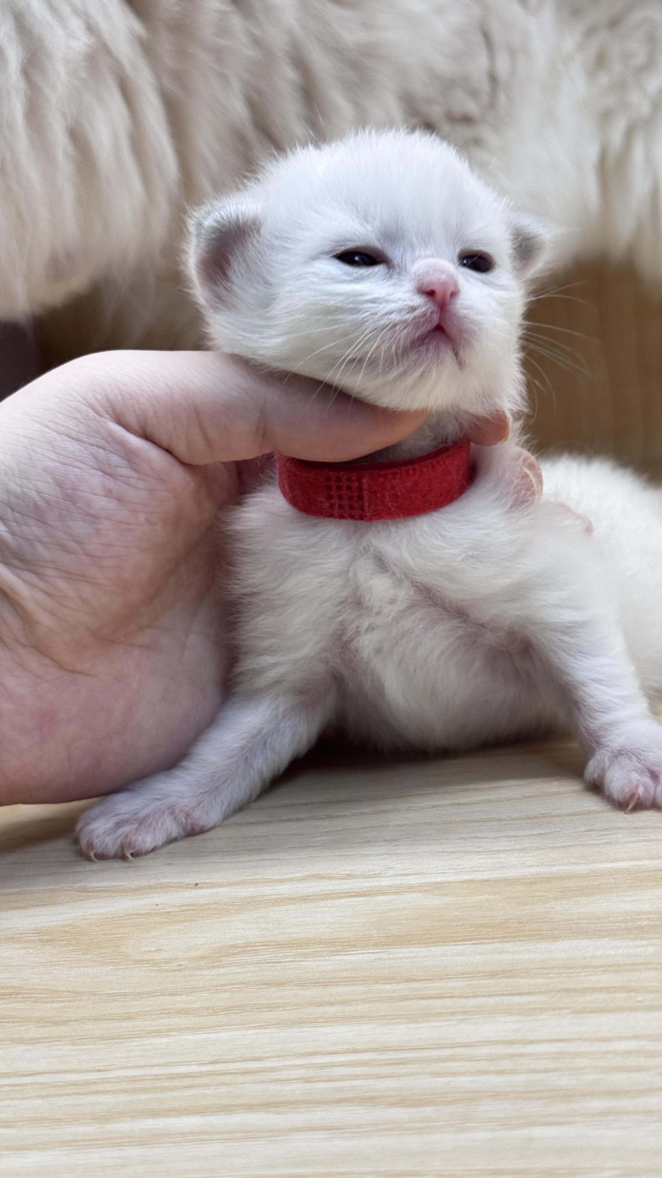懵懵小红