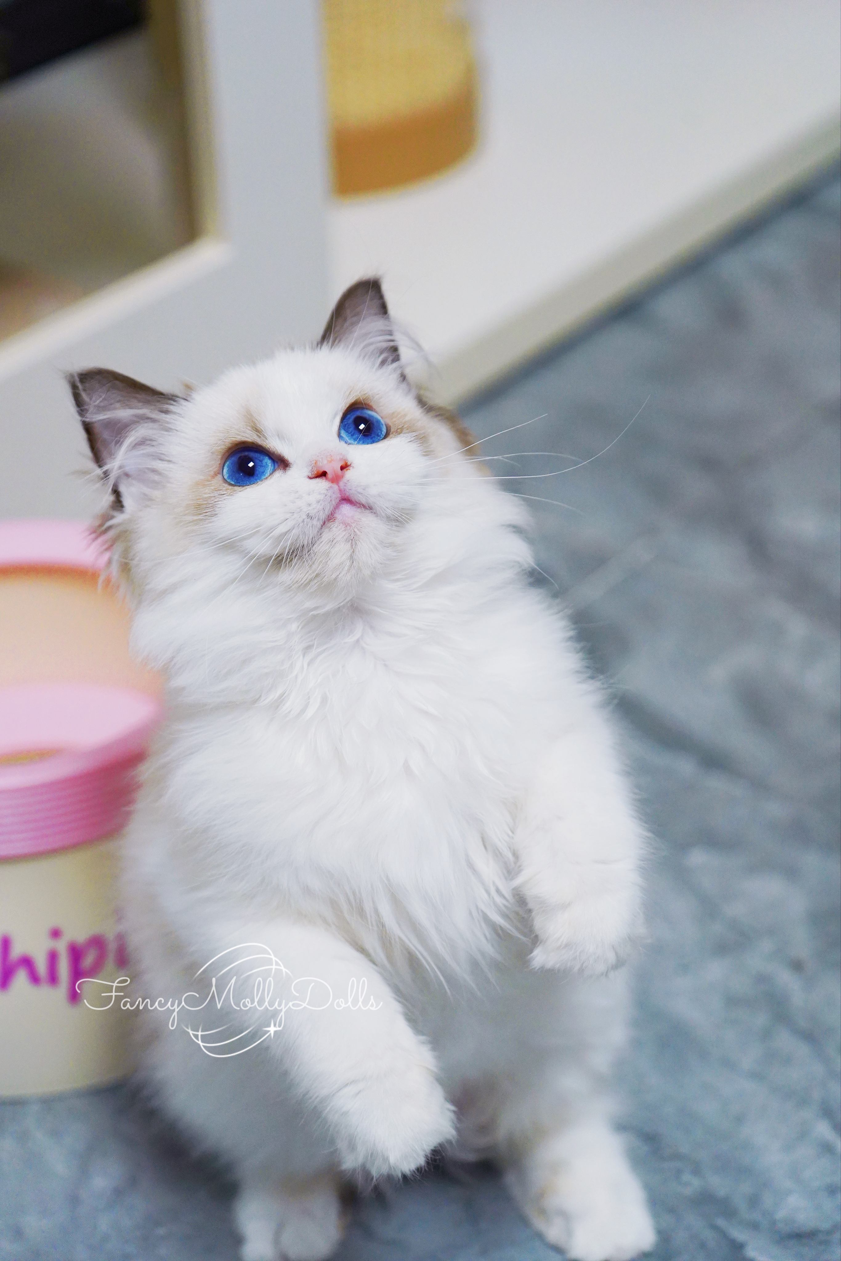 一些油皮小猫难得的选猫美照💕