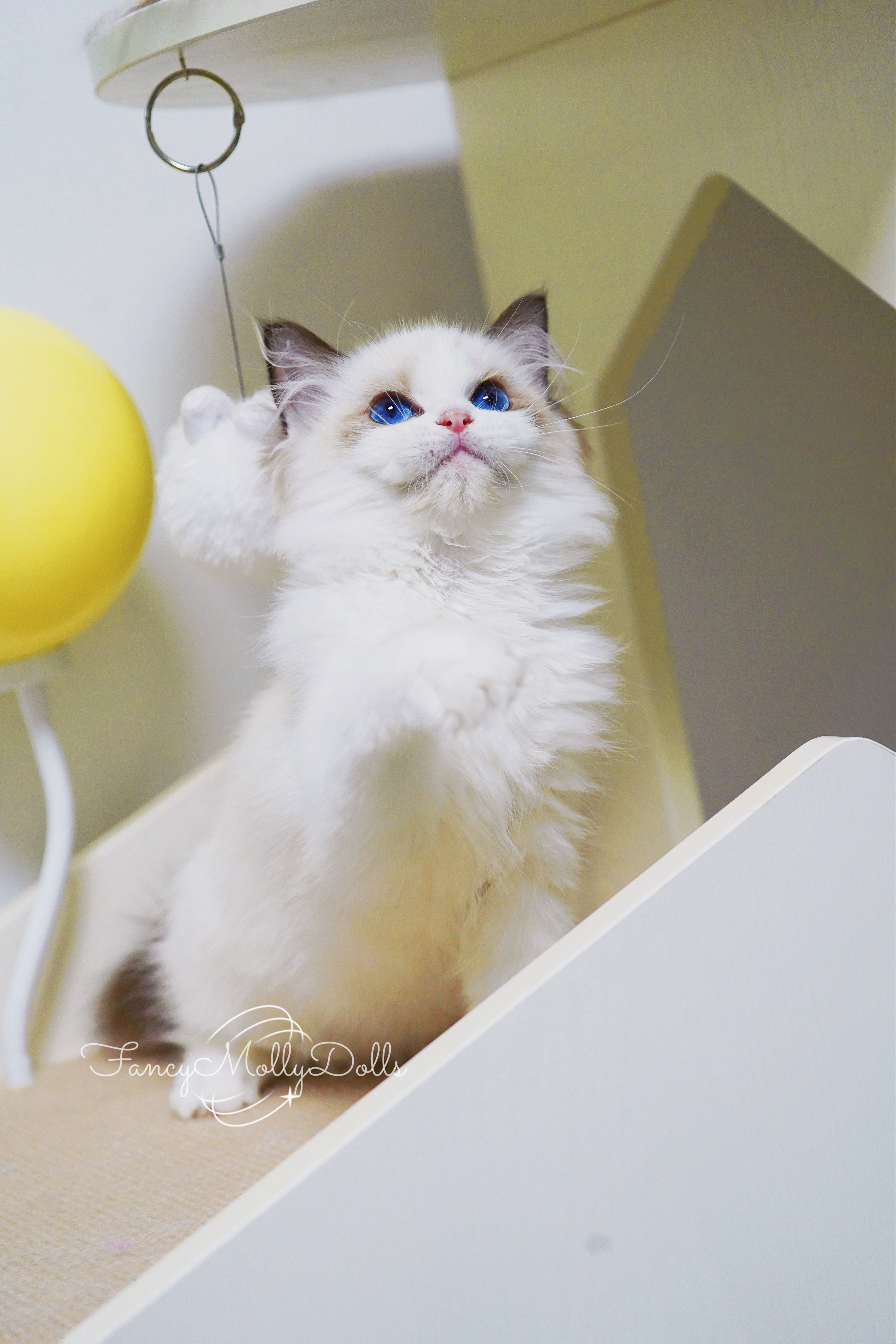 一些油皮小猫难得的选猫美照💕