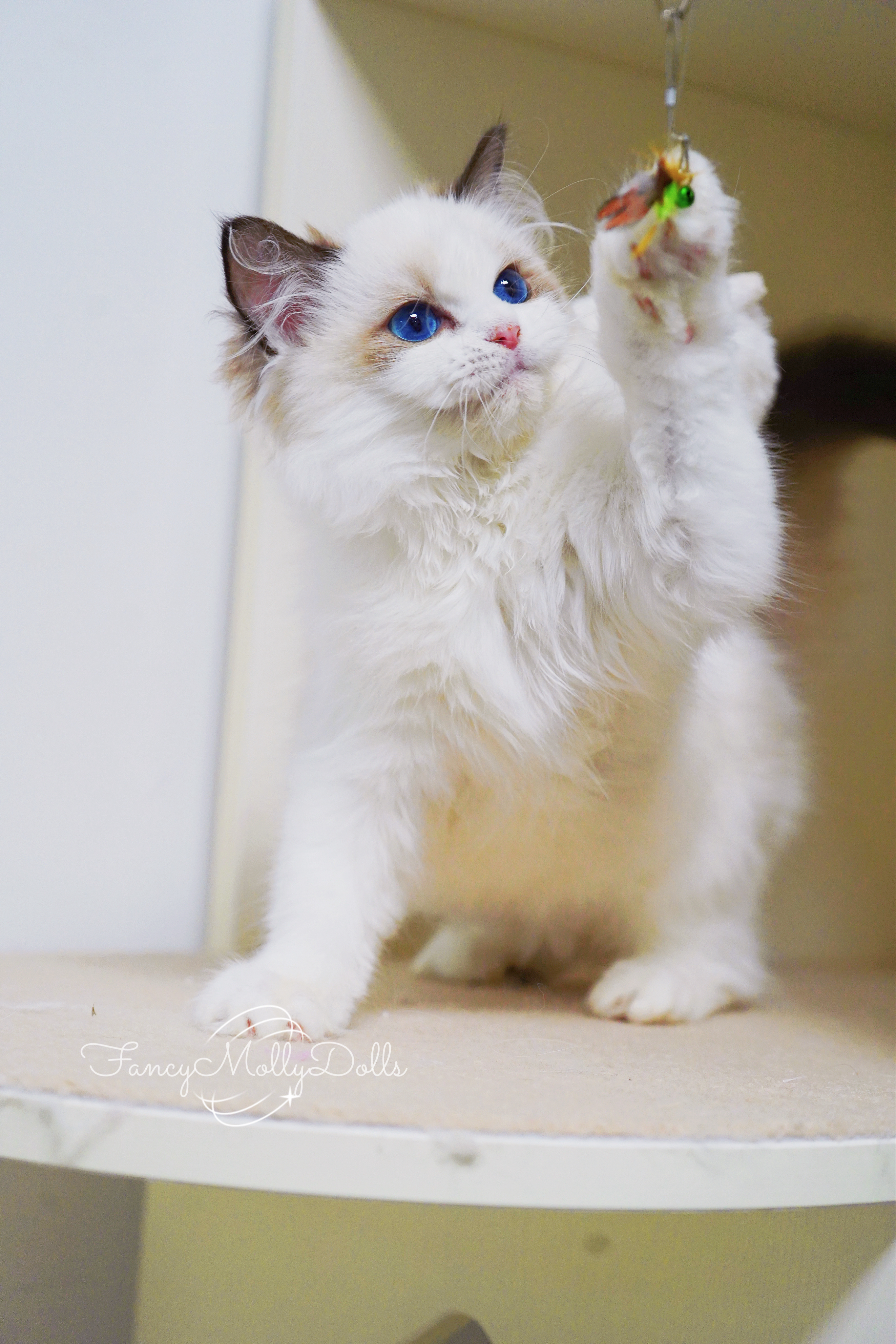一些油皮小猫难得的选猫美照💕