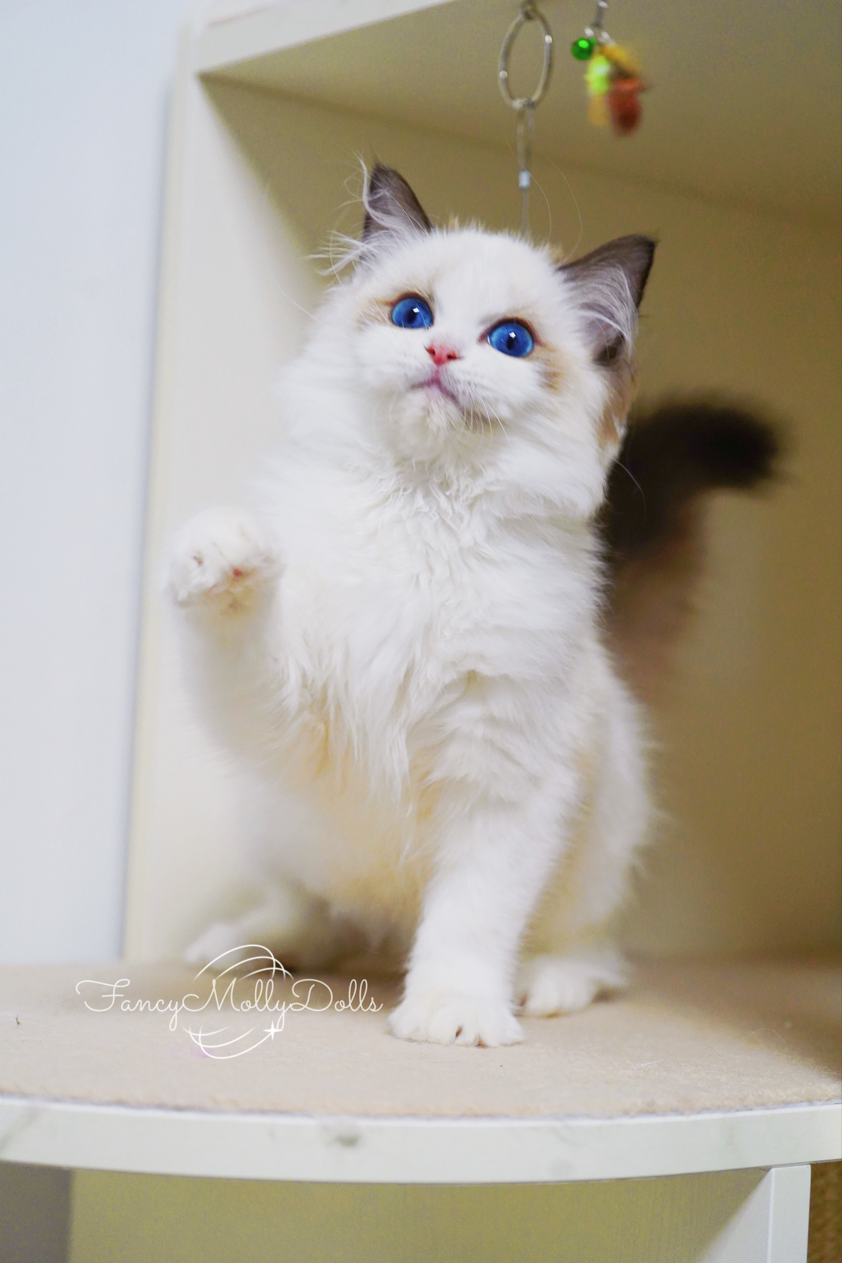 一些油皮小猫难得的选猫美照💕