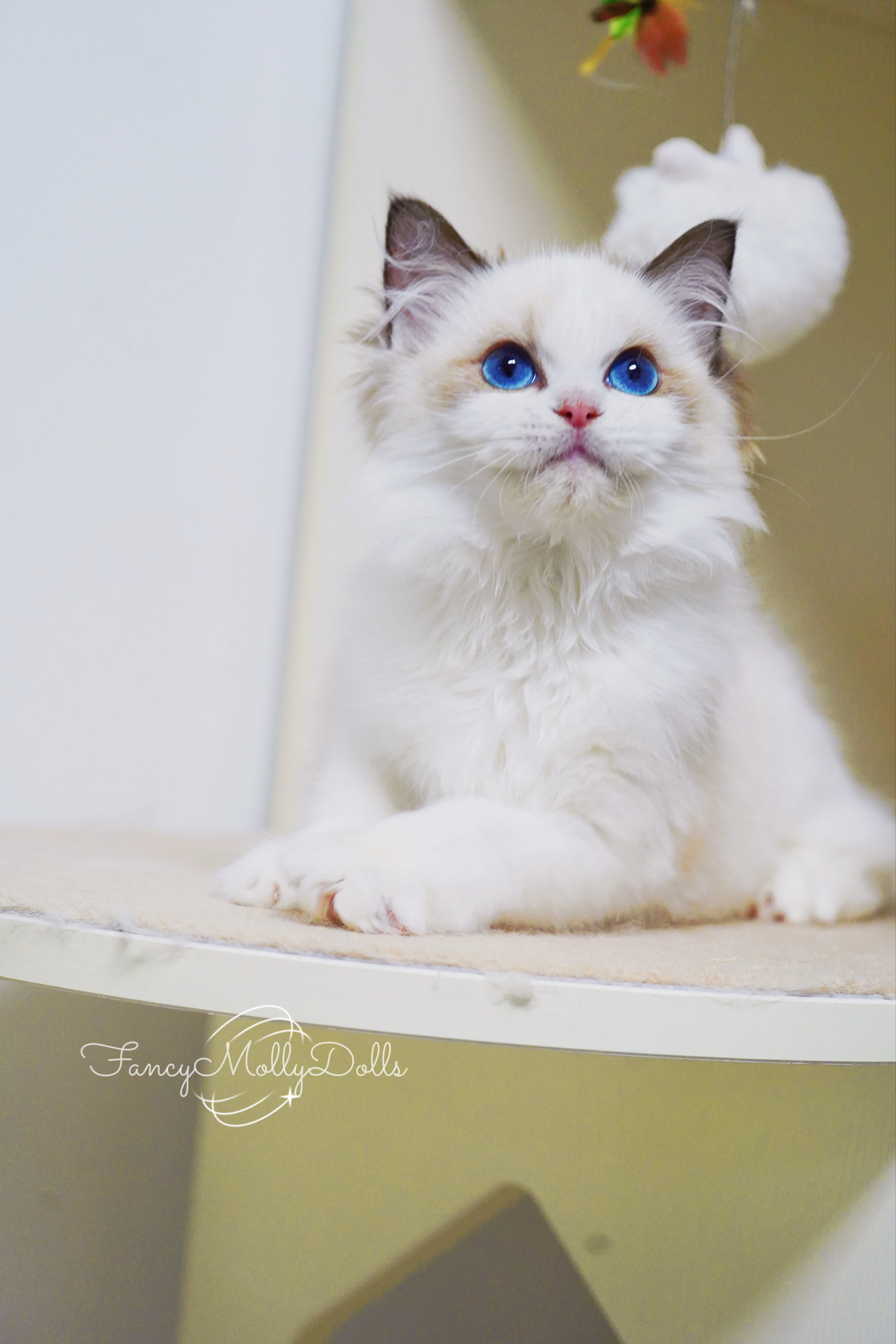一些油皮小猫难得的选猫美照💕