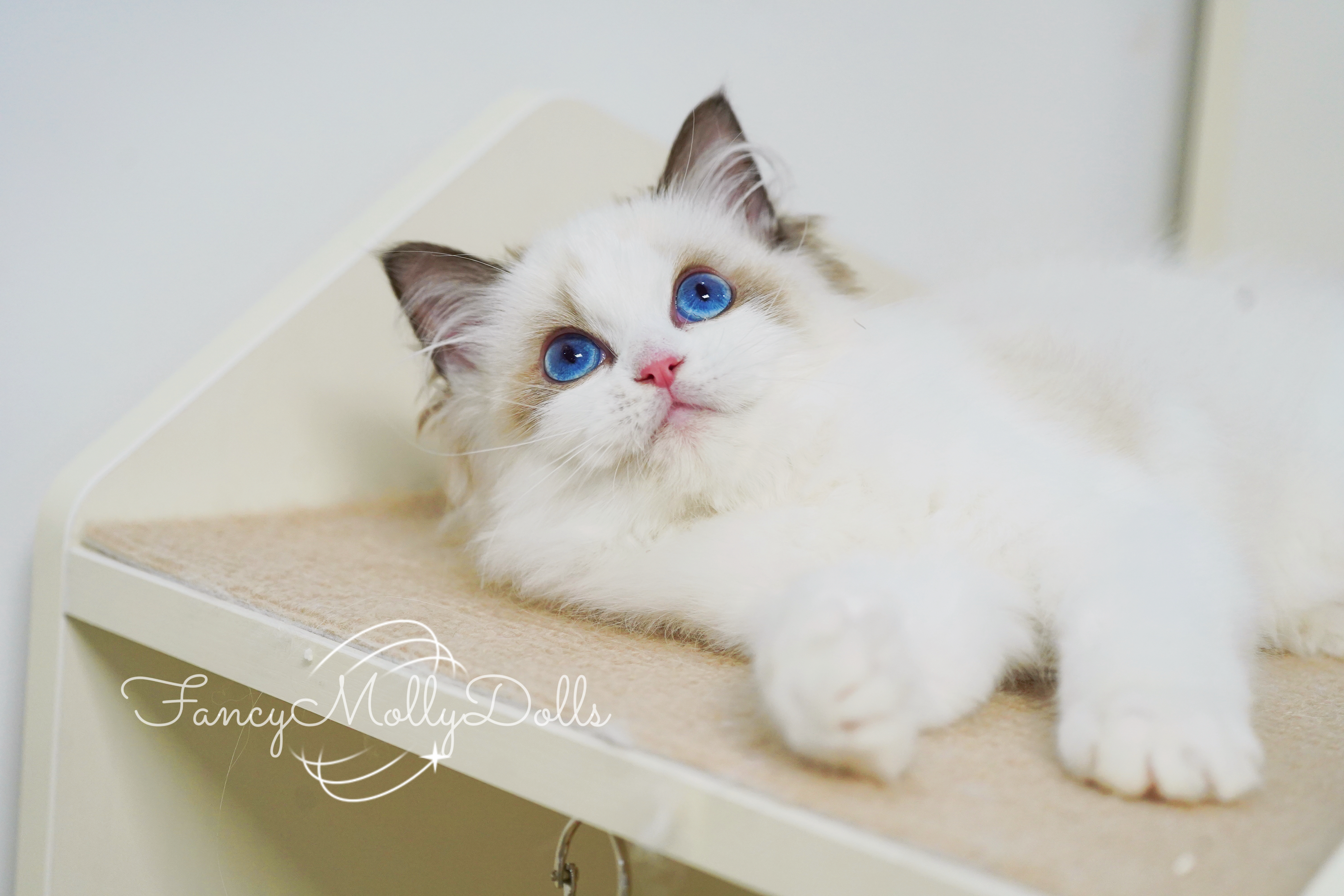 一些油皮小猫难得的选猫美照💕