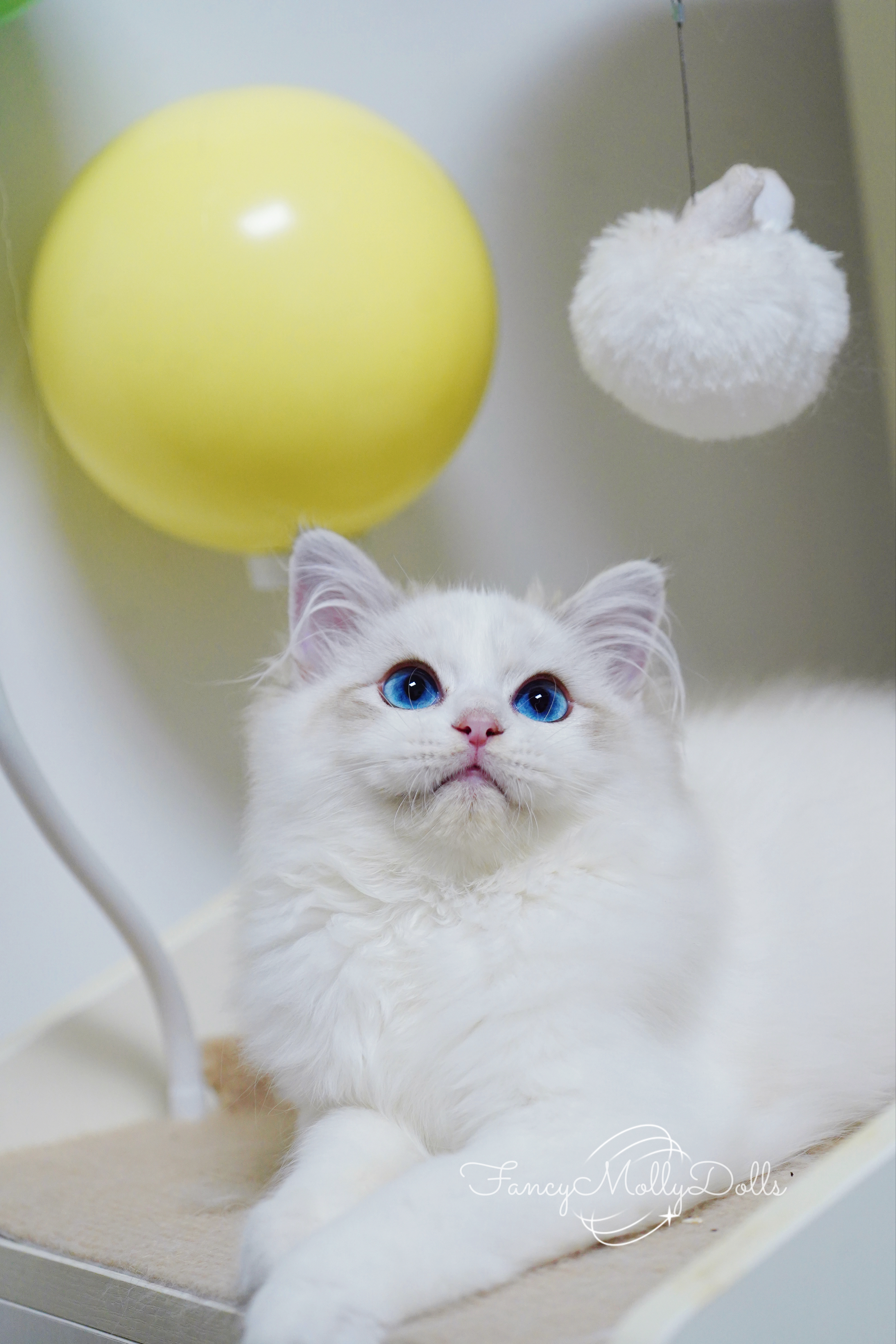 可丽饼 9