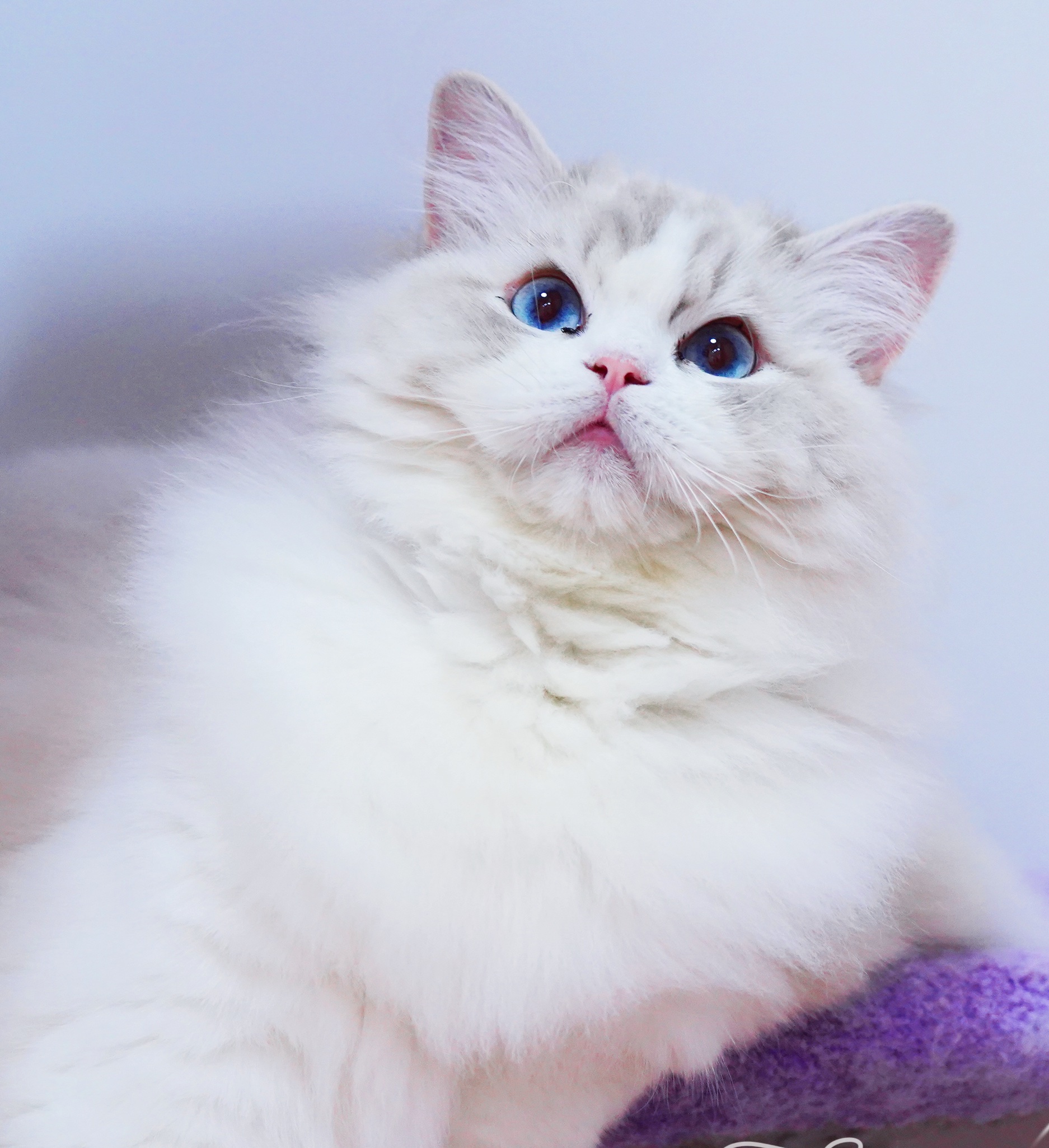FancyMolly布偶猫舍