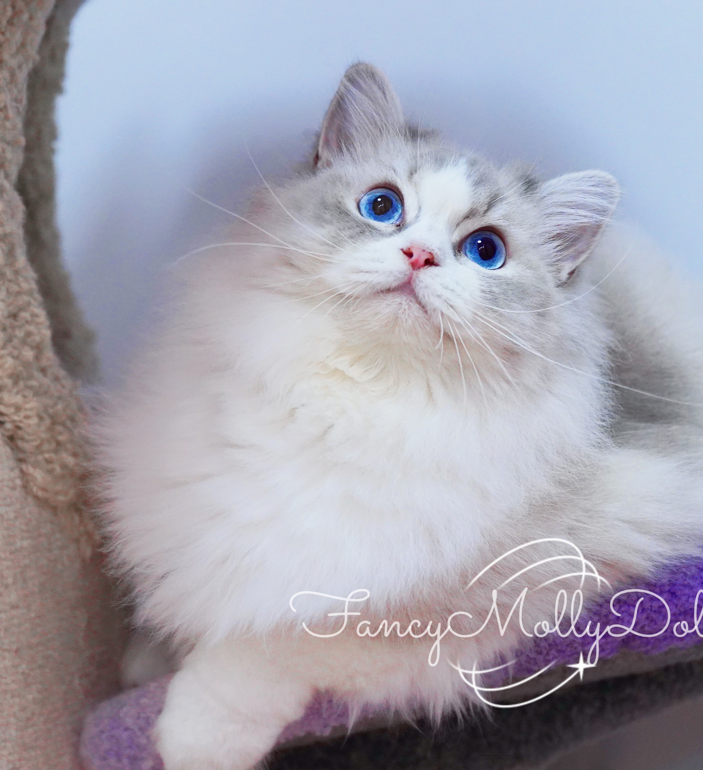 FancyMolly布偶猫舍