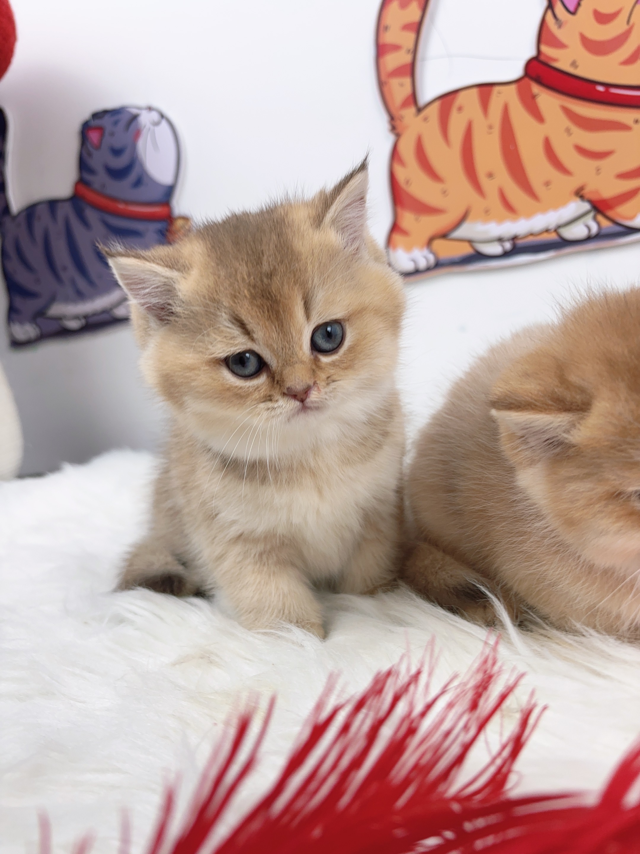 短毛三胞胎-金大老弟 照片 2