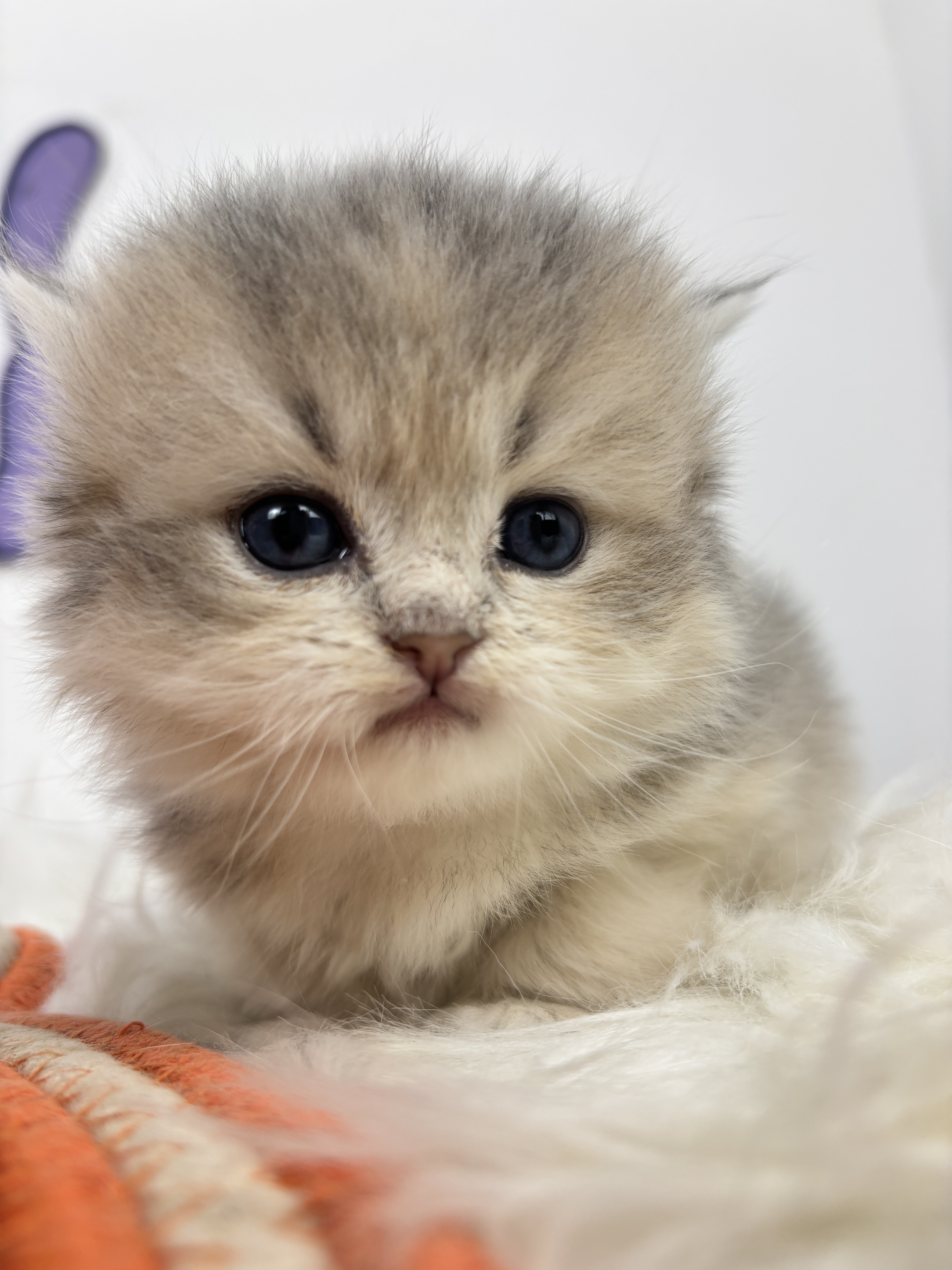 四胞胎-长毛蓝金弟弟 照片 1