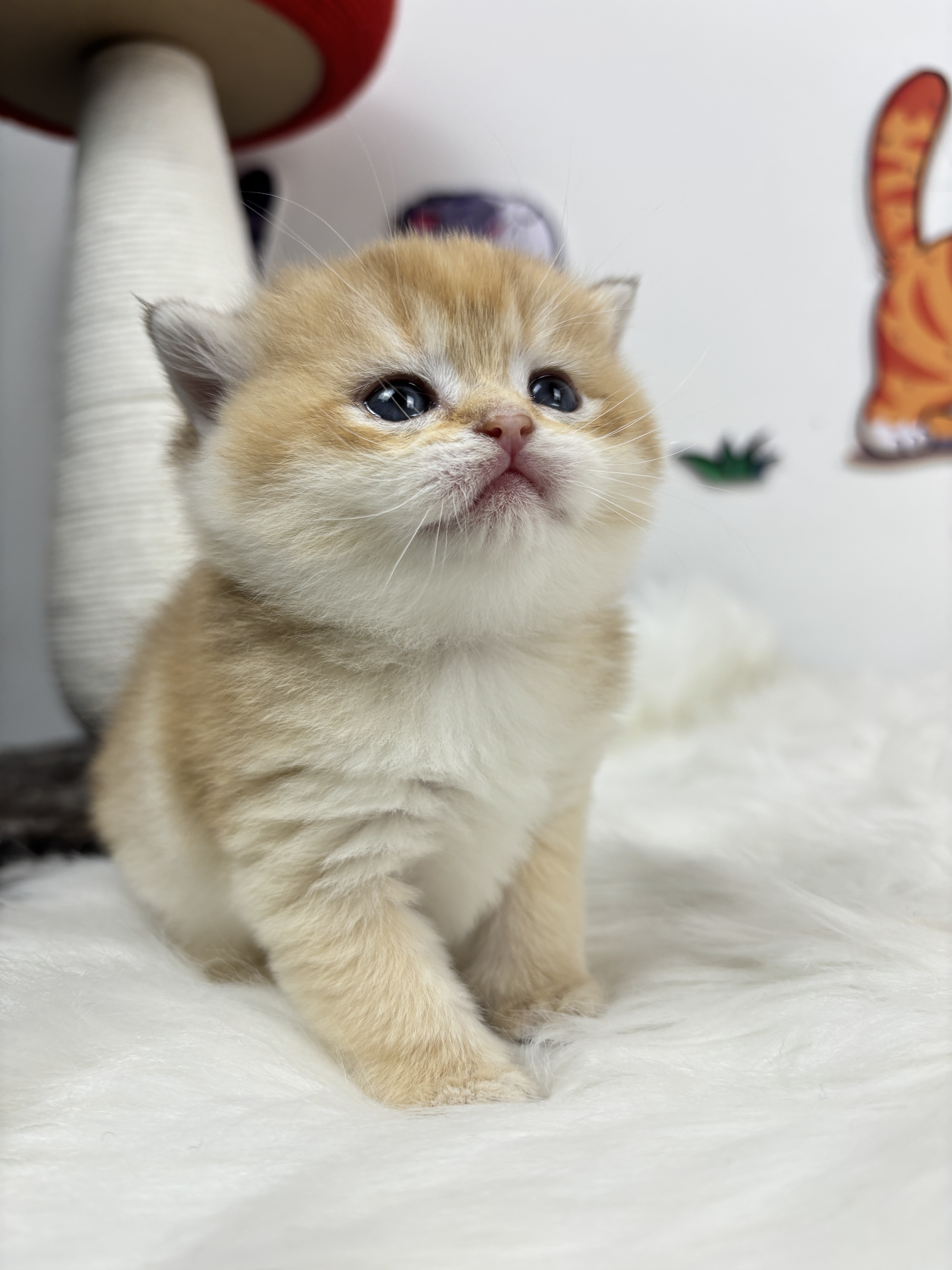 四胞胎-金渐层妹妹 照片 2