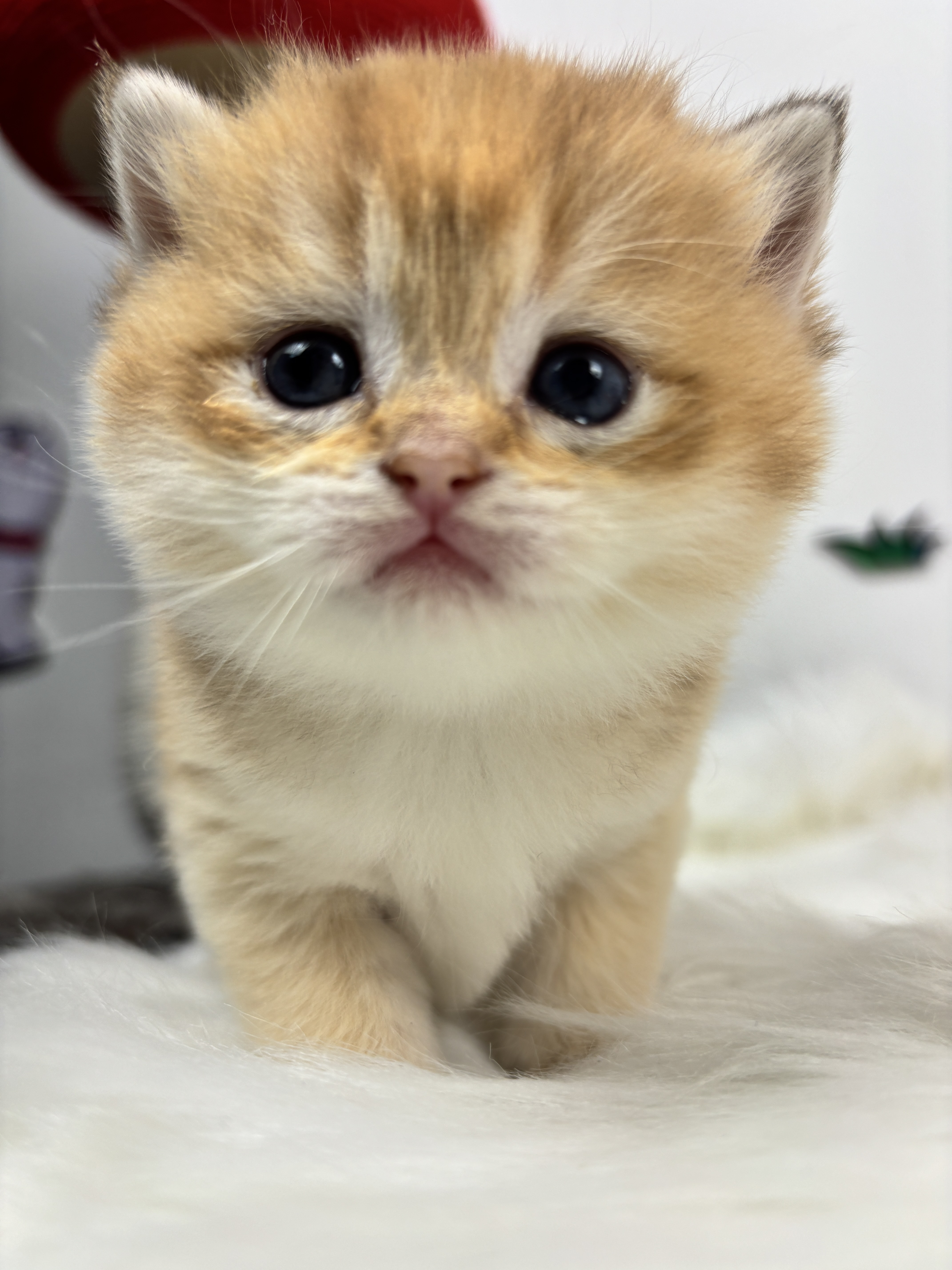 四胞胎-金渐层妹妹 照片 3