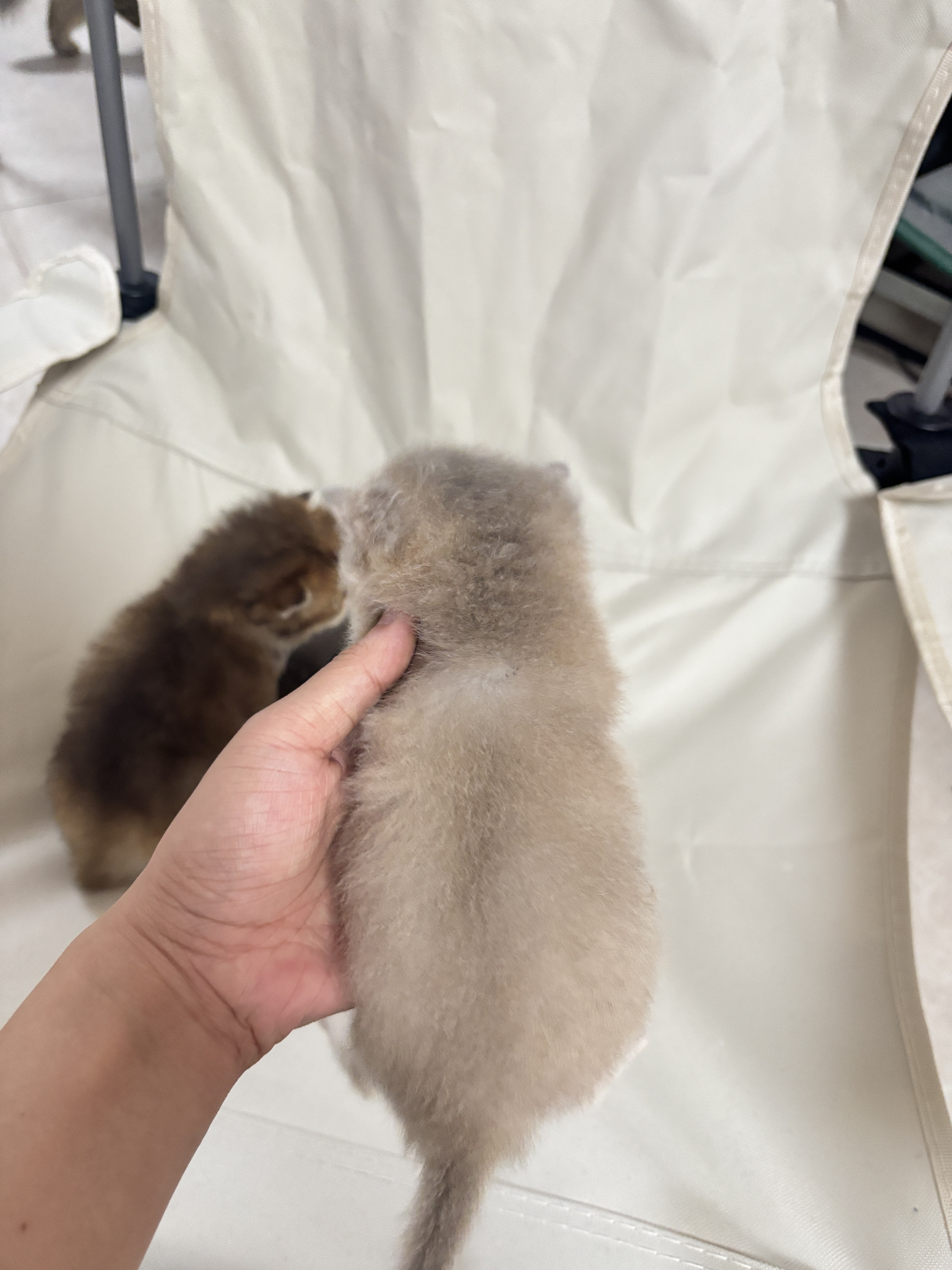 焦糖蓝金弟弟 照片 2