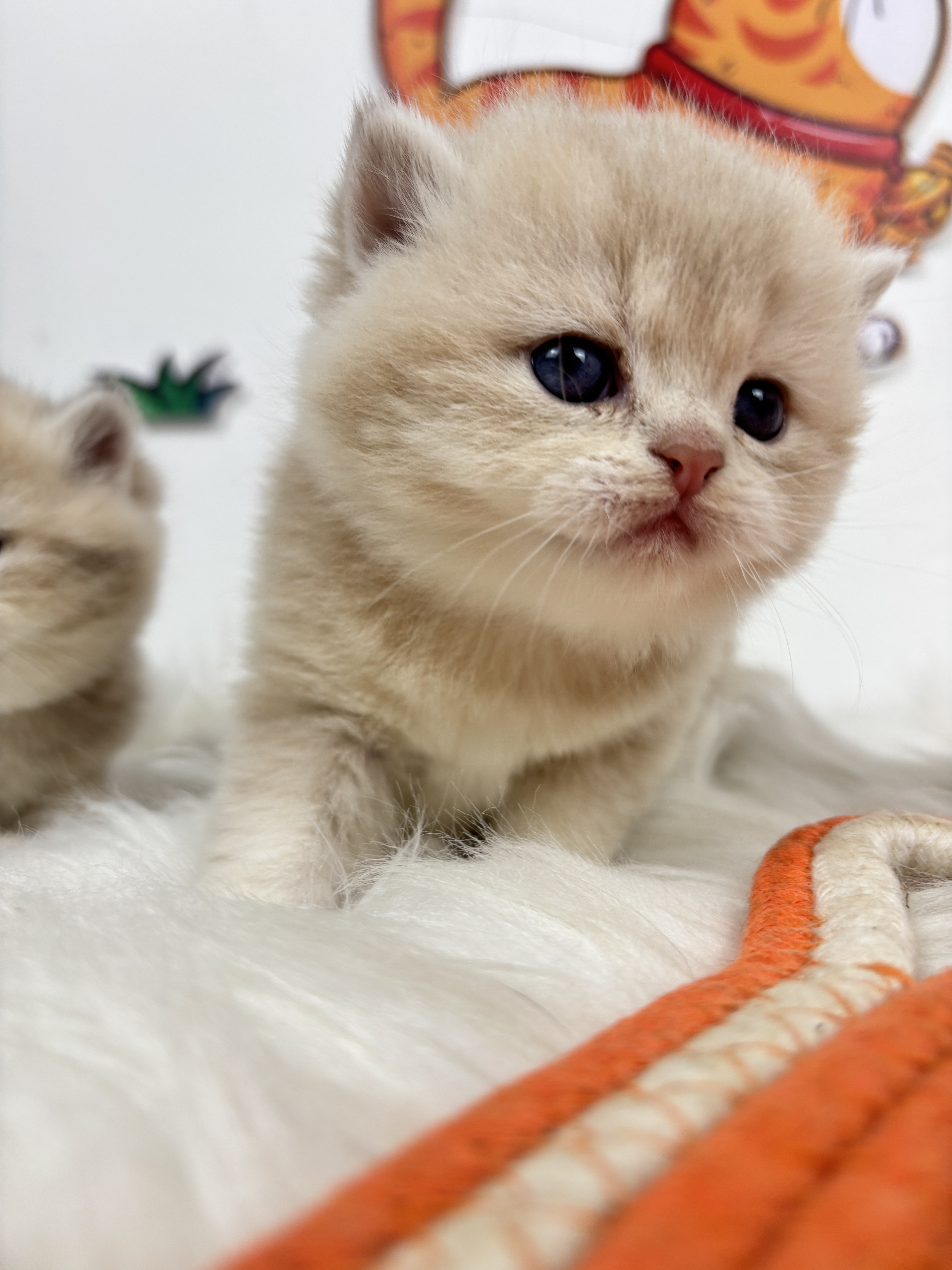 四胞胎-紫金弟弟 照片 2