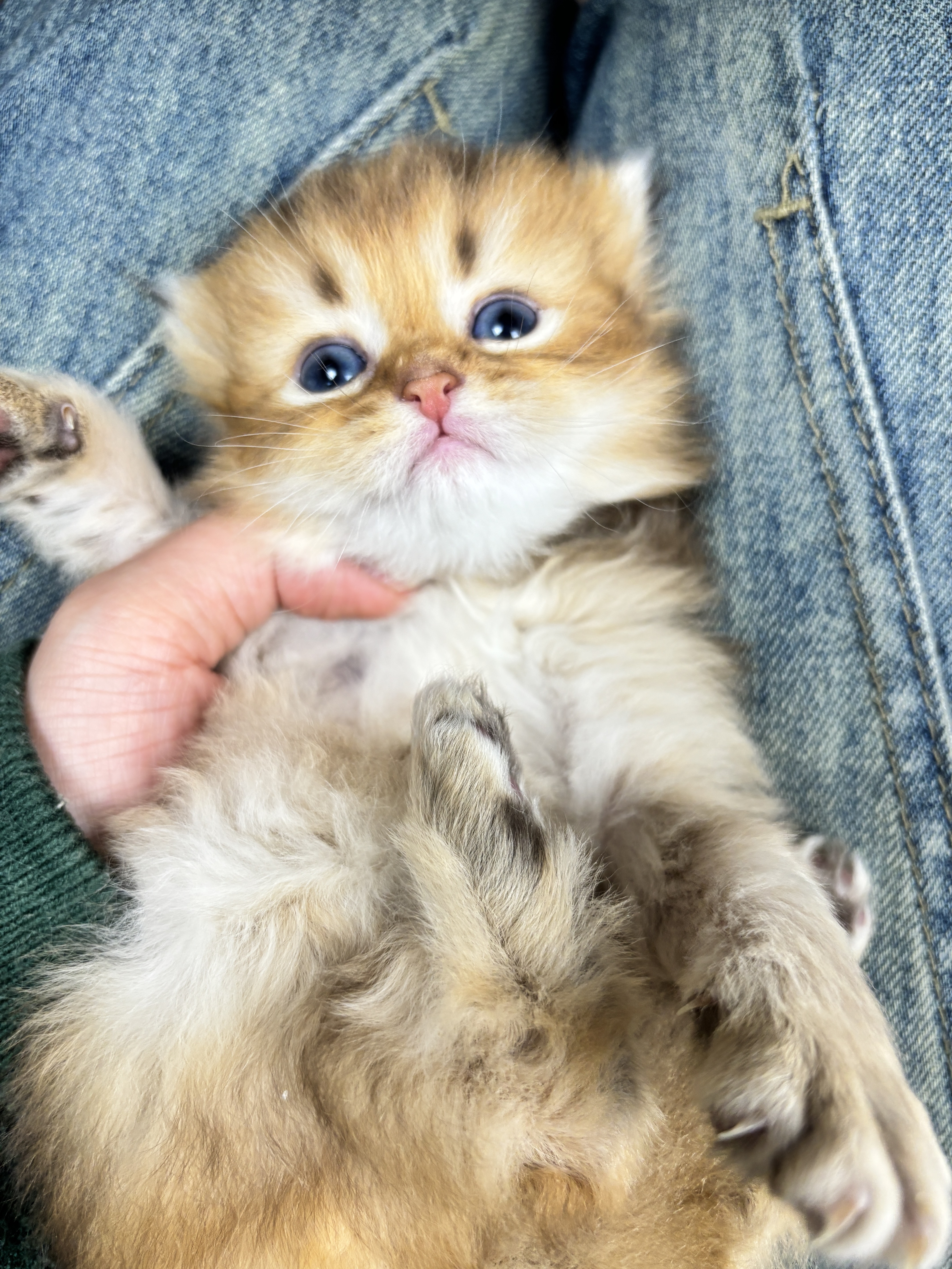 四胞胎-长毛金渐层弟弟 照片 2