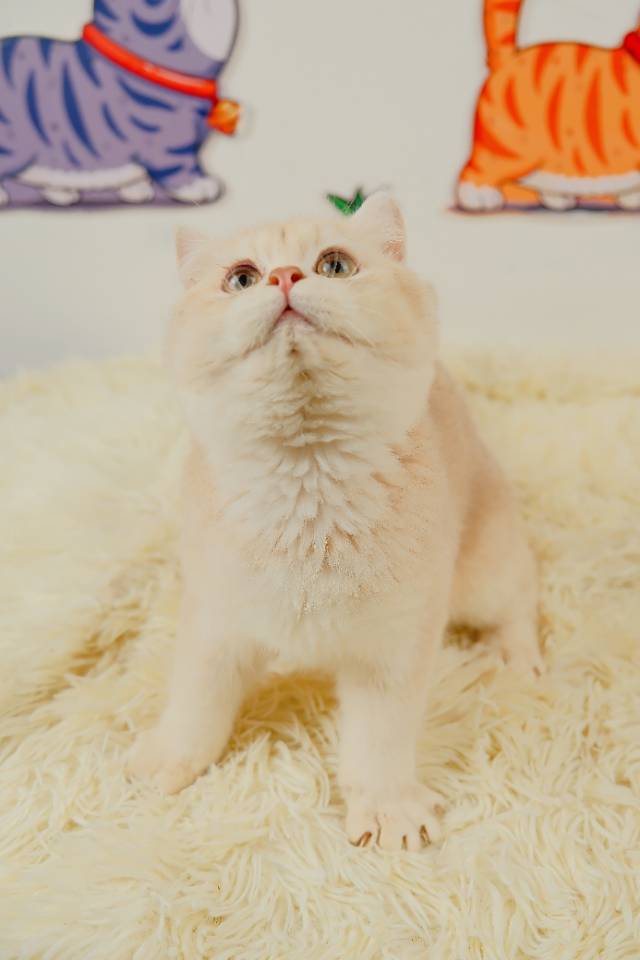 5 照片 1