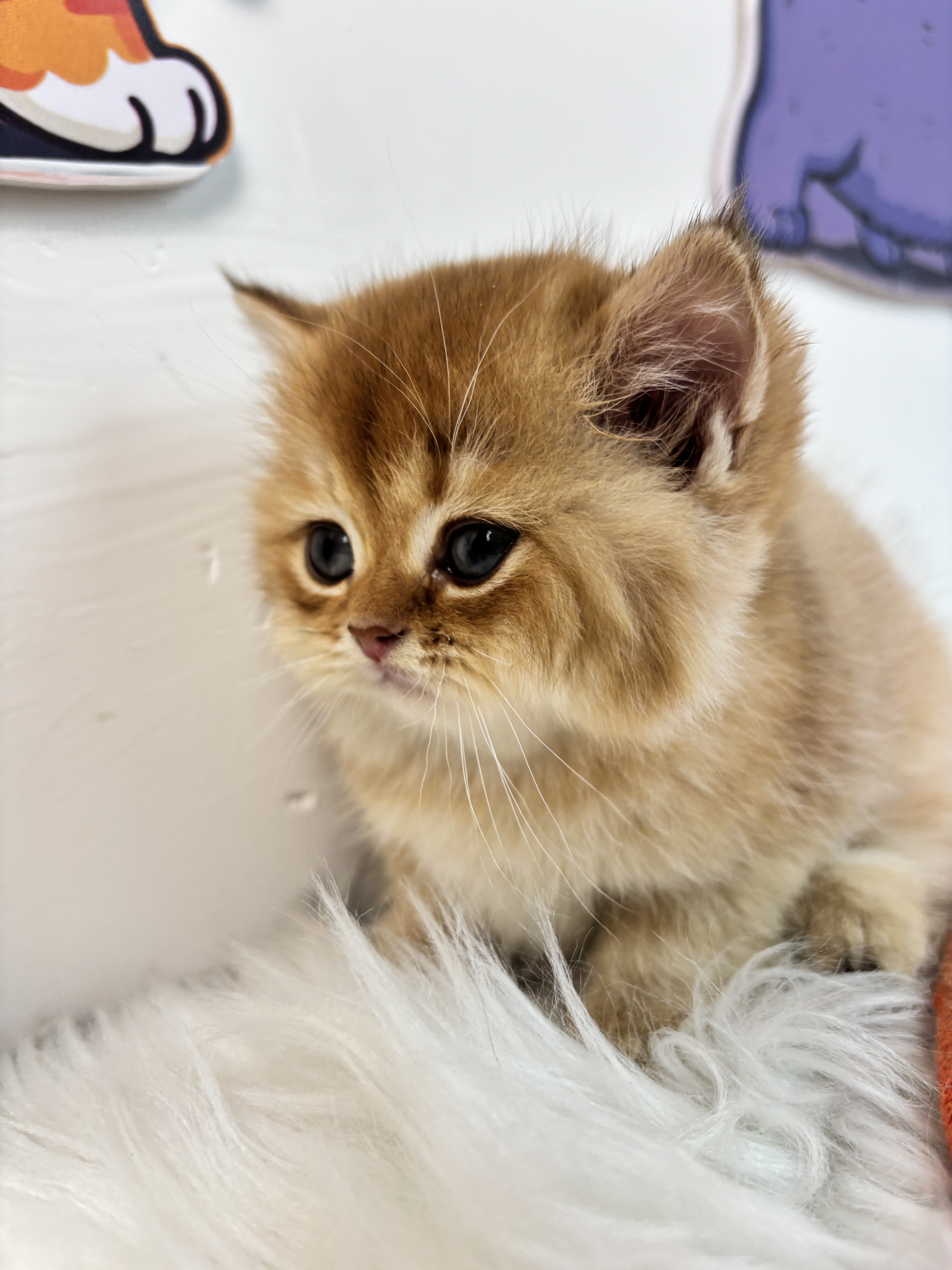 短毛三胞胎−二老弟