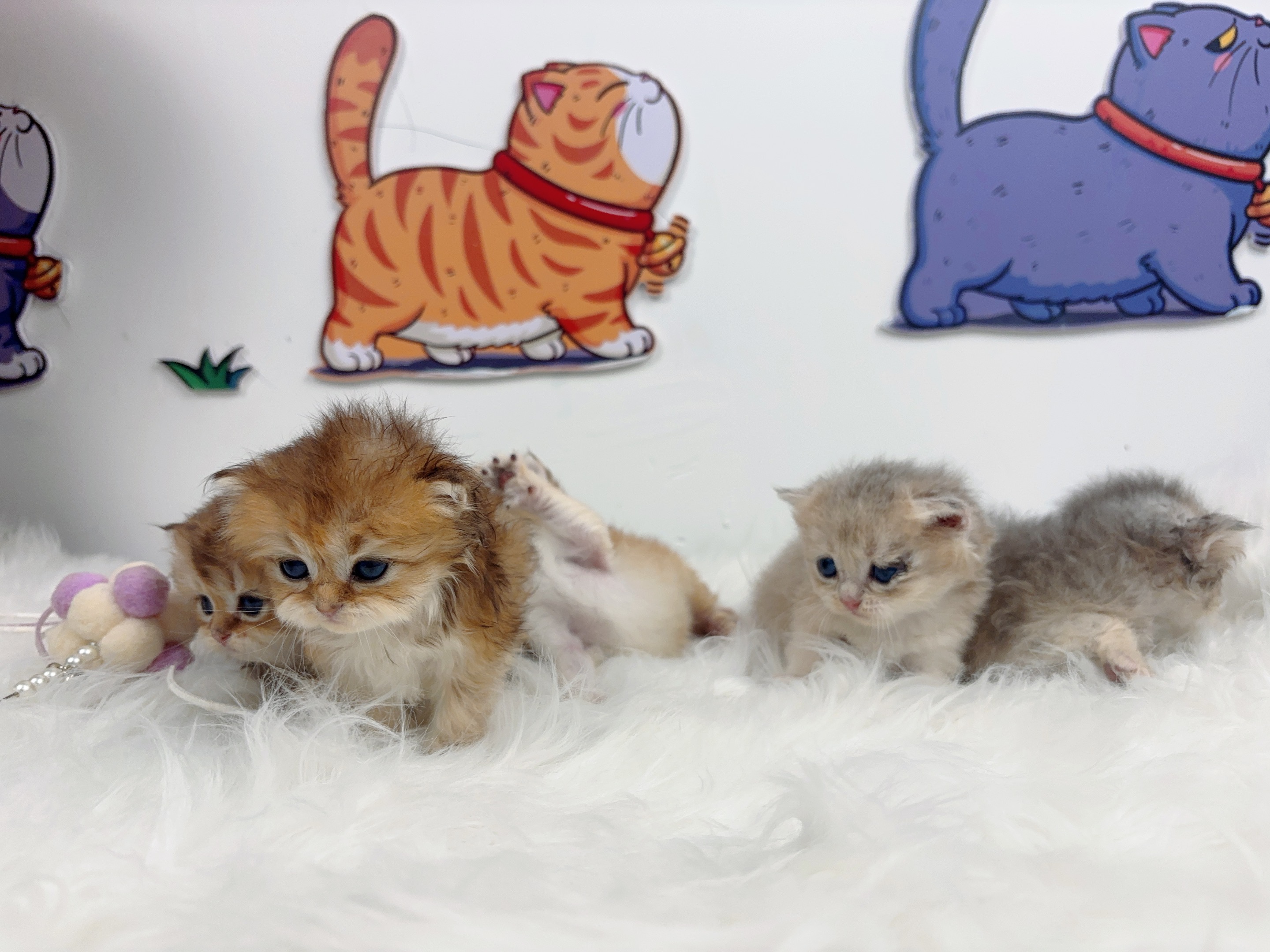 金渐层弟弟1 照片 5