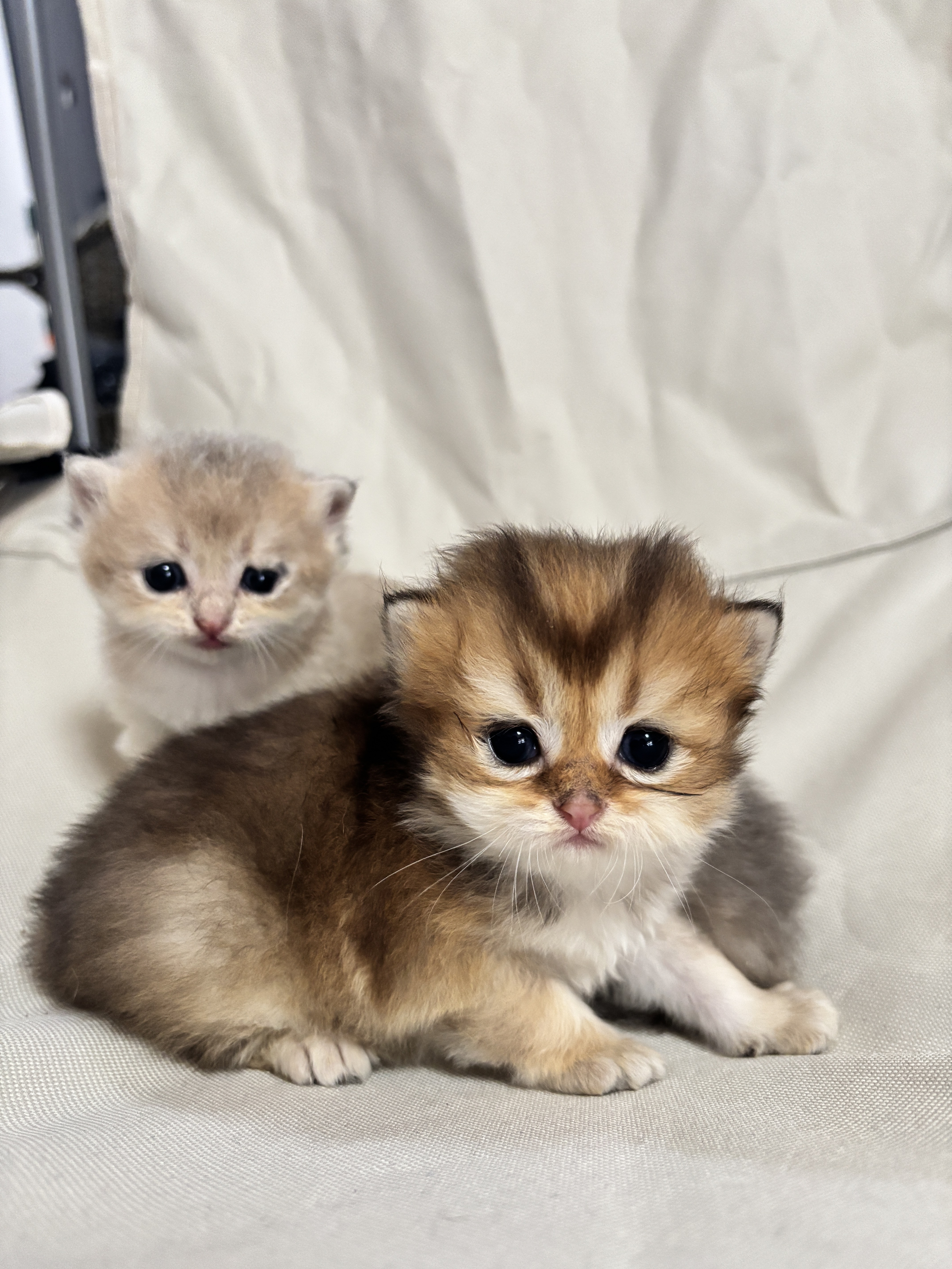 金渐层弟弟1 照片 2