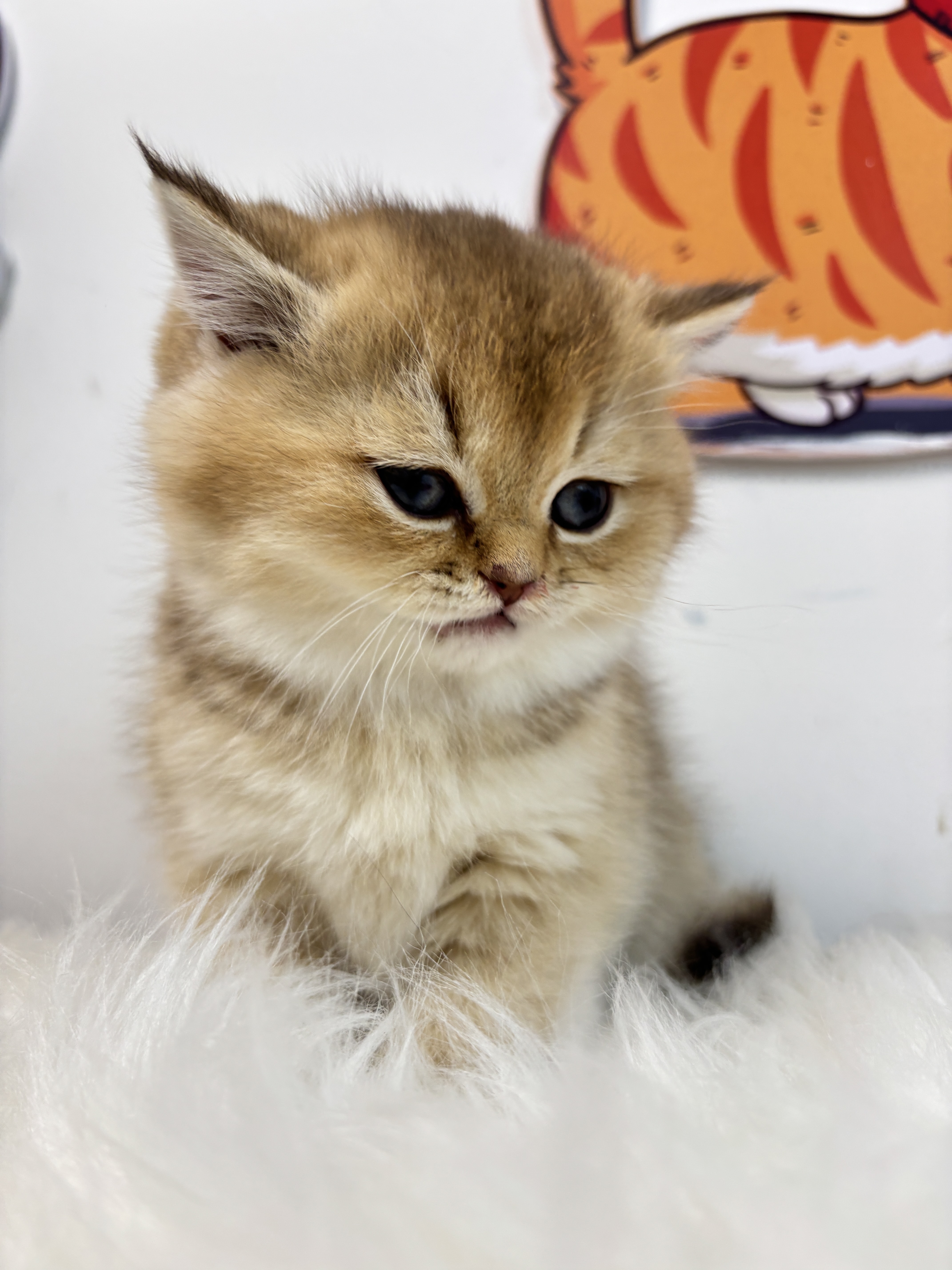 短毛三胞胎−二老弟 照片 2