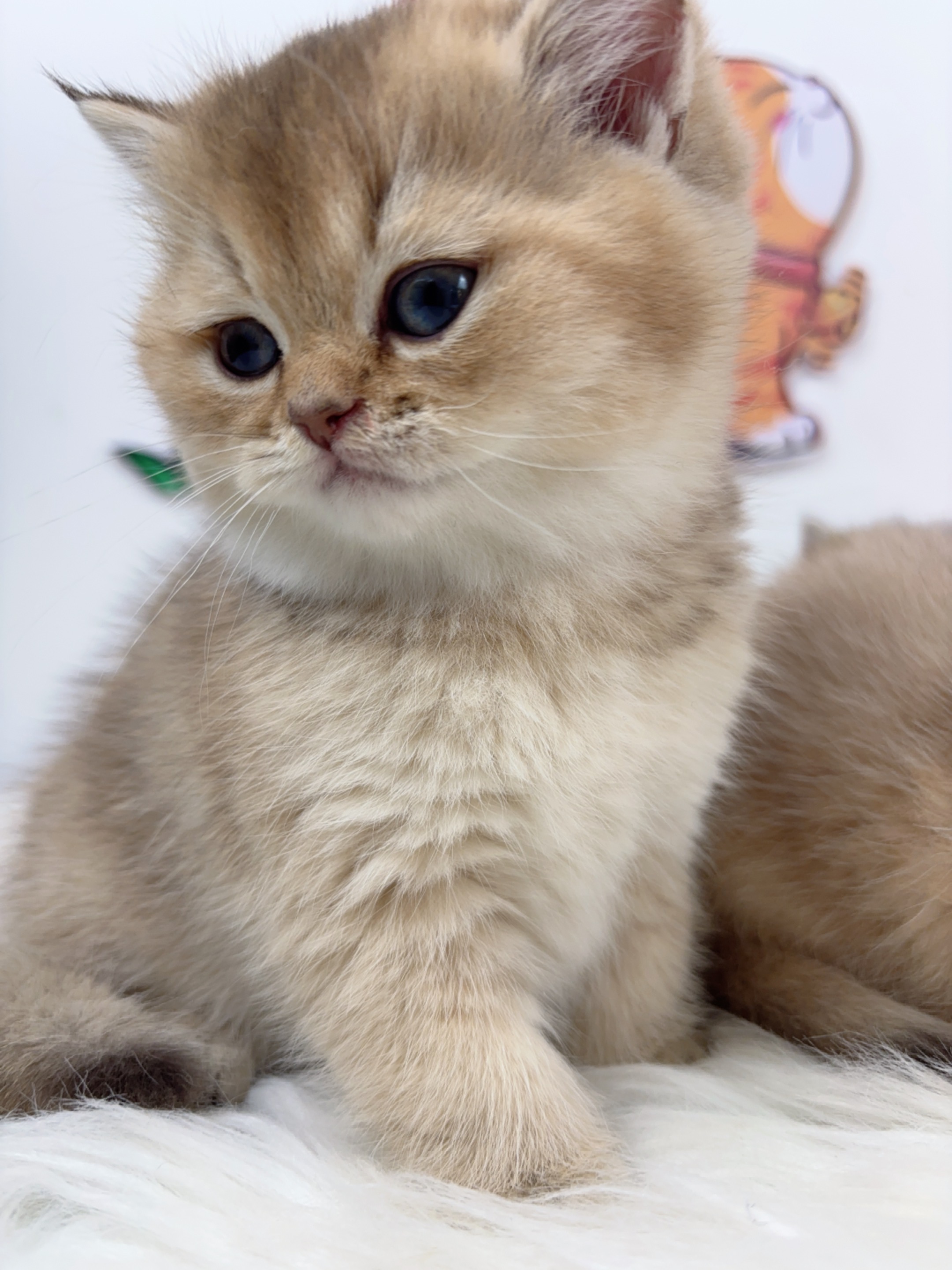 短毛三胞胎-金大老弟 照片 3