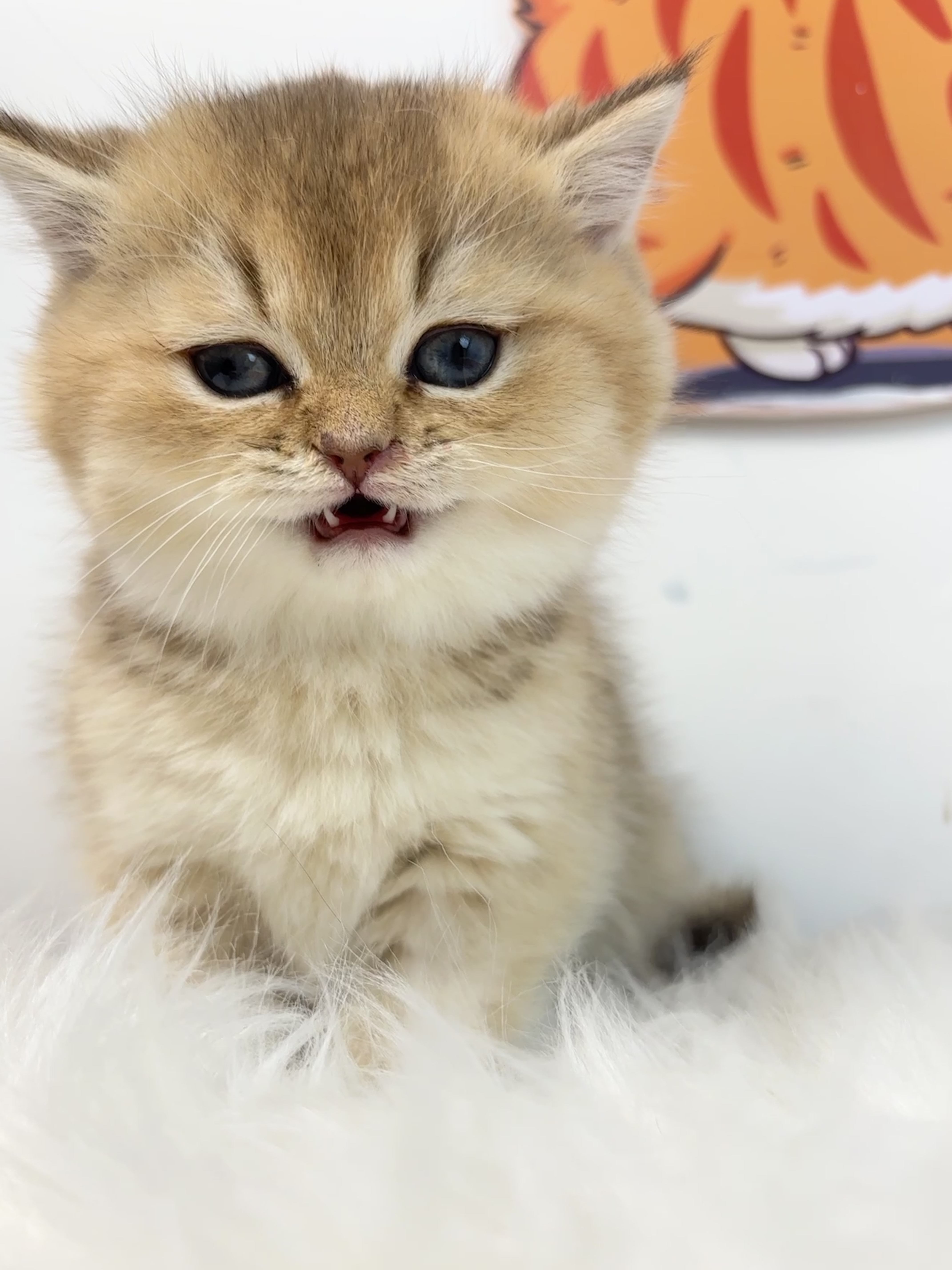 短毛三胞胎−二老弟 照片 3