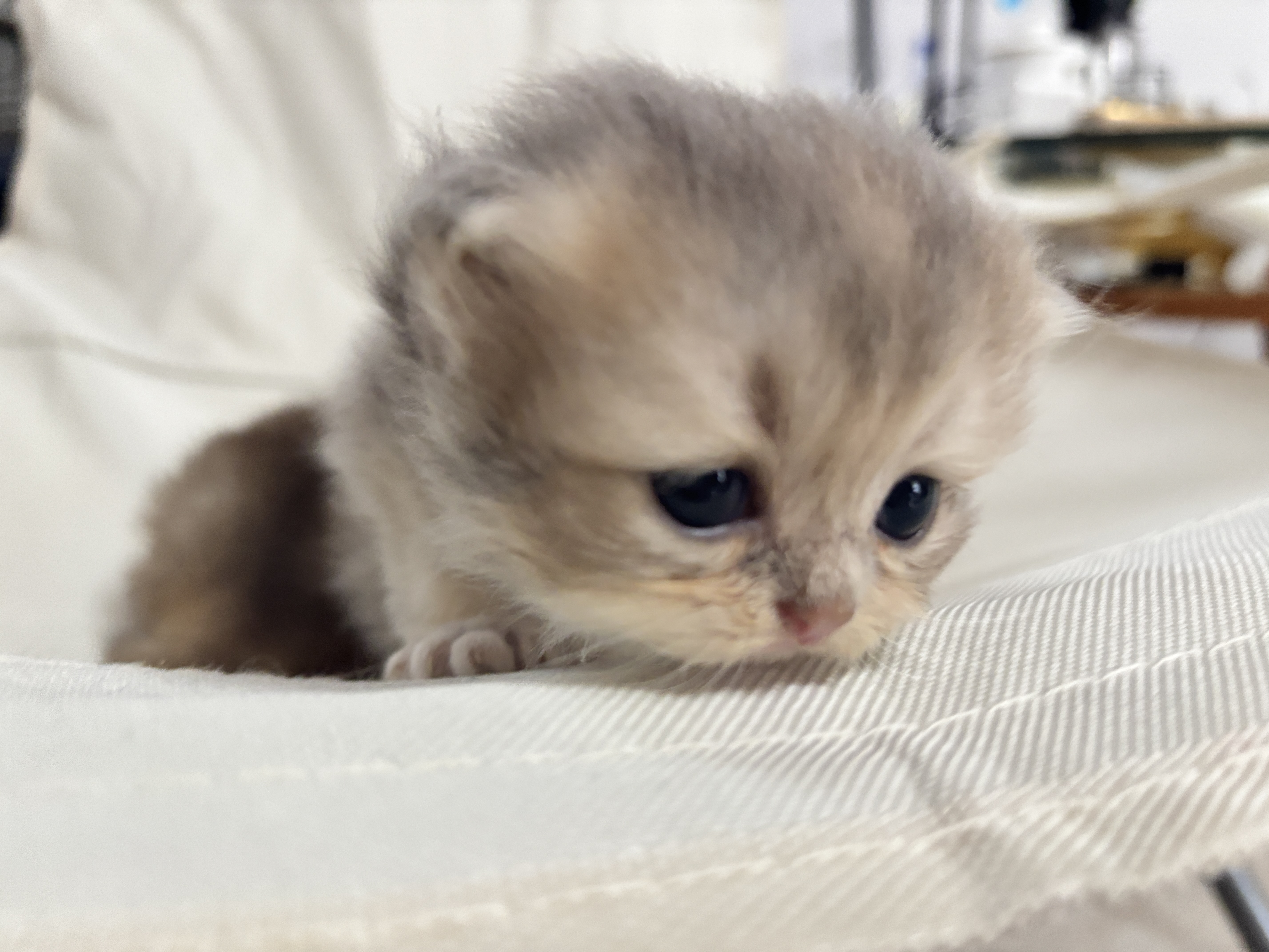 长毛蓝金弟弟 照片 1