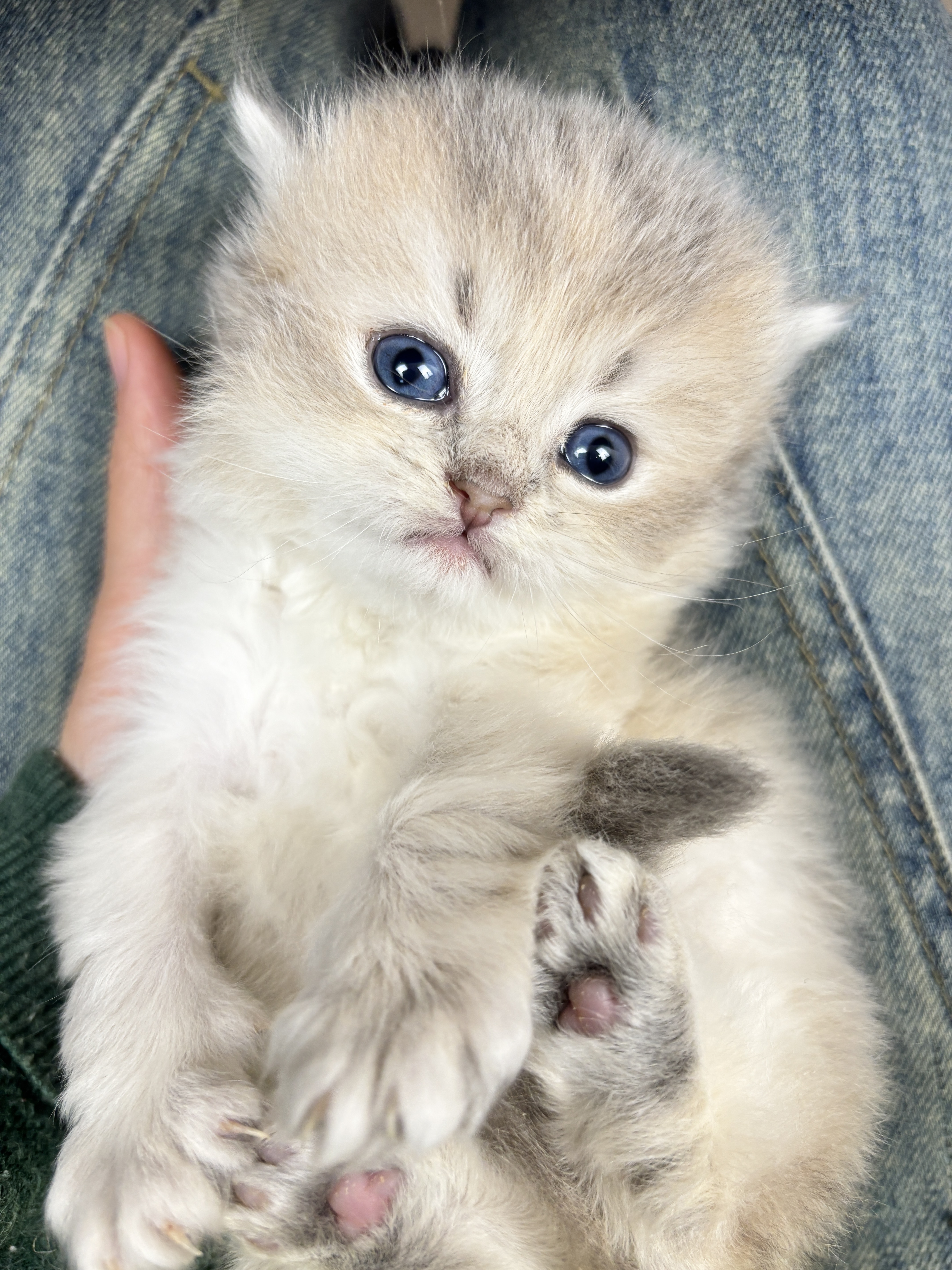 四胞胎-长毛蓝金弟弟 照片 2