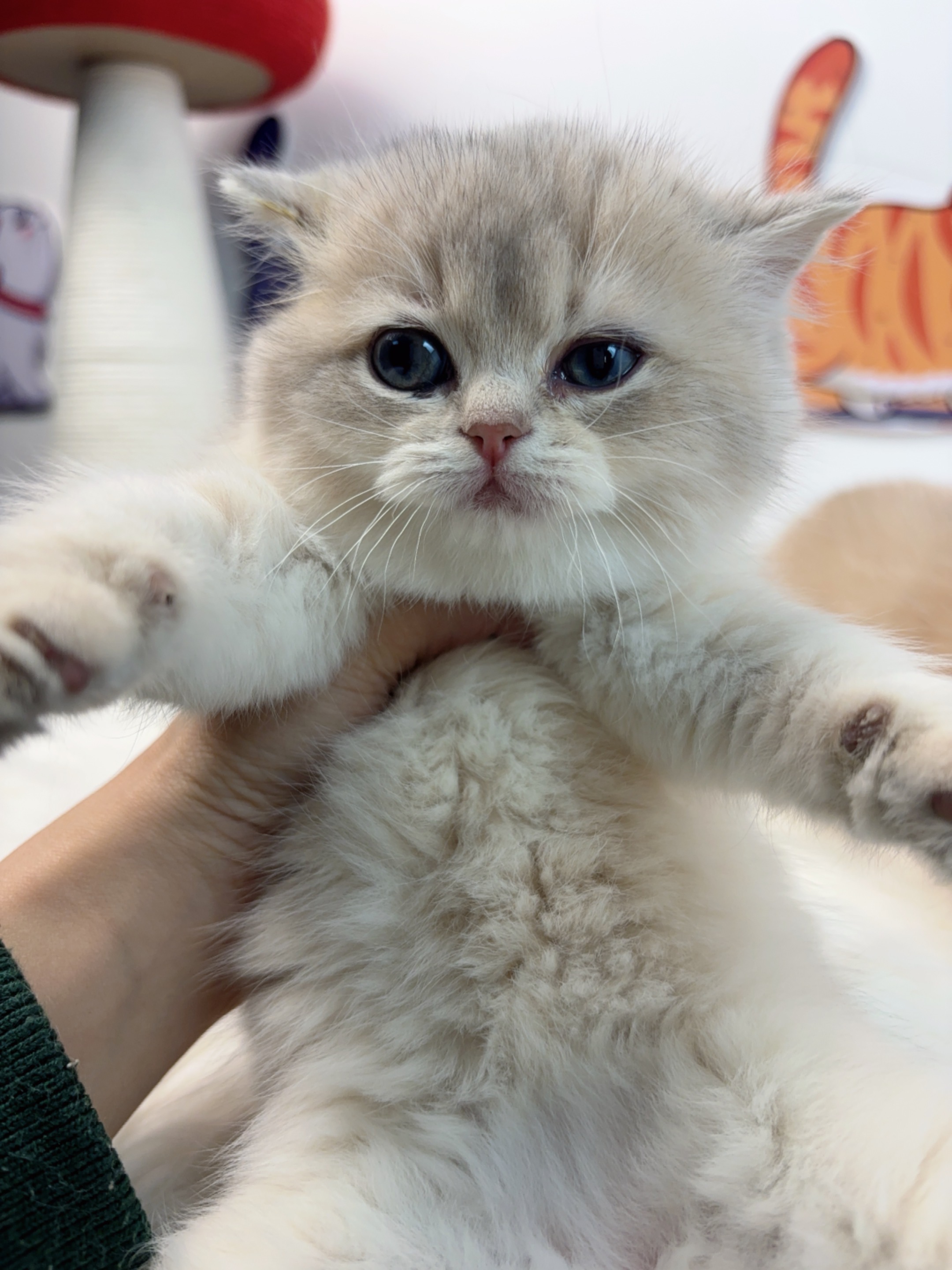 短毛三胞胎−蓝金妹妹 照片 2