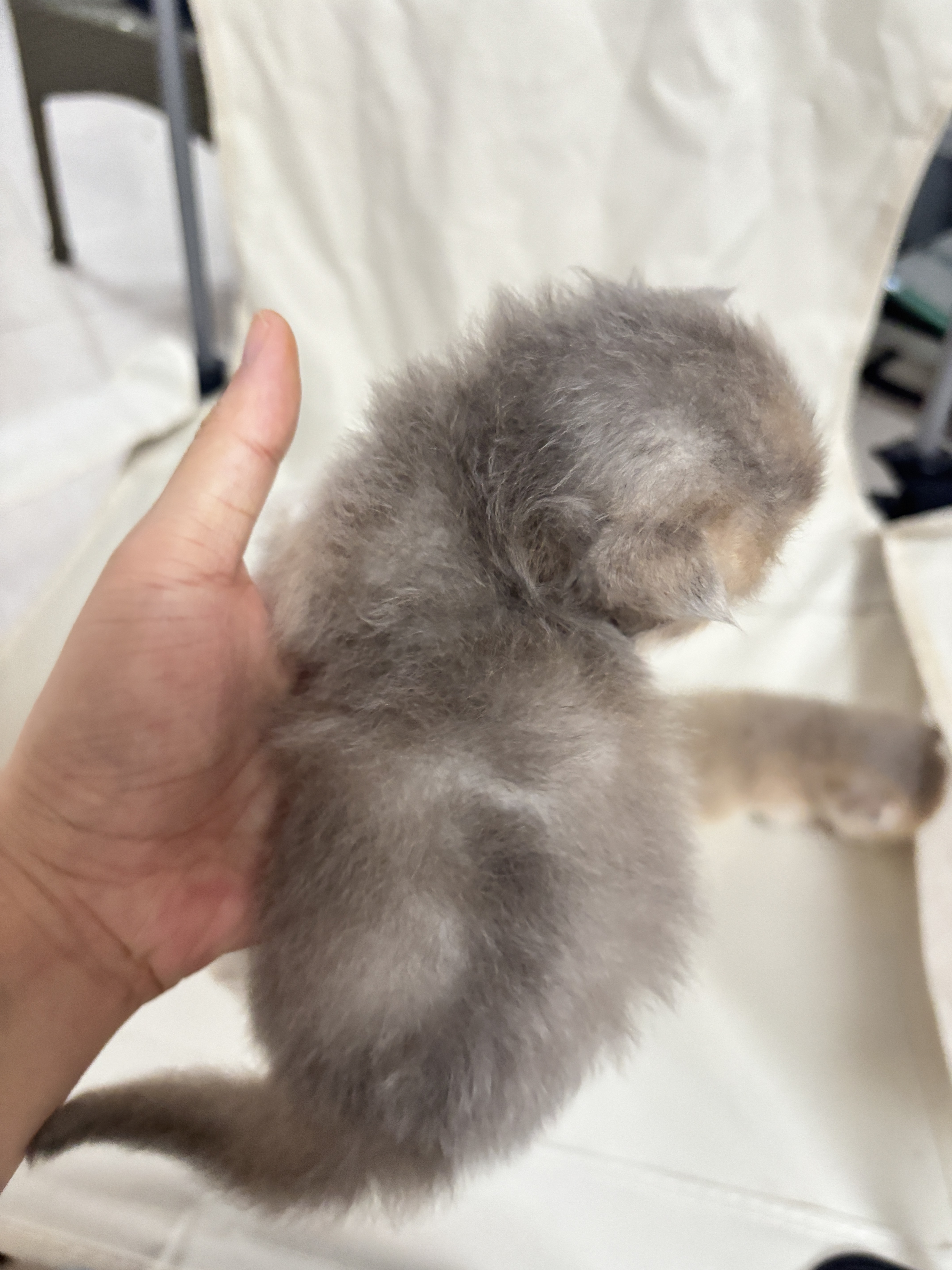 长毛蓝金弟弟 照片 2