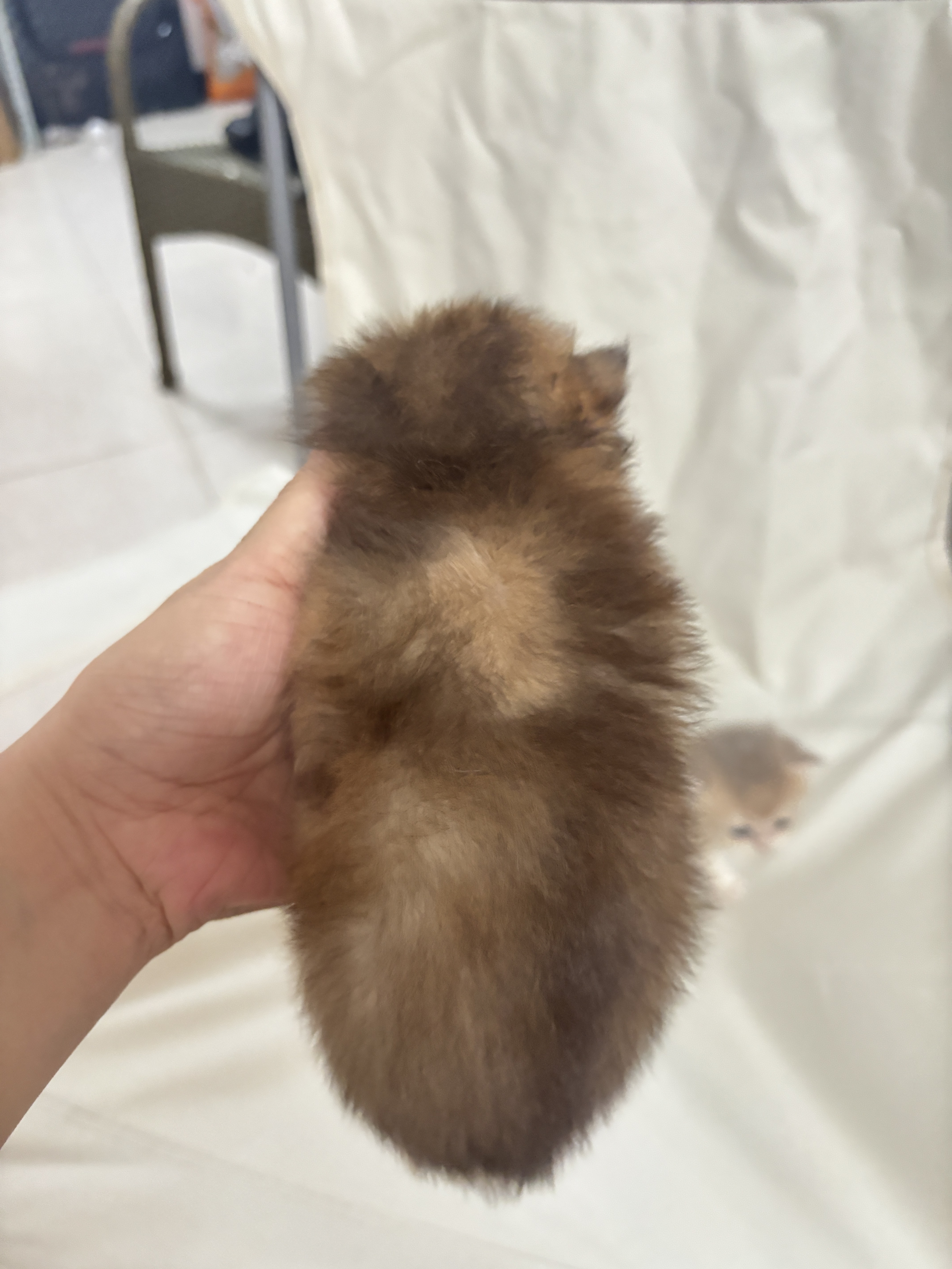 金渐层弟弟1 照片 3