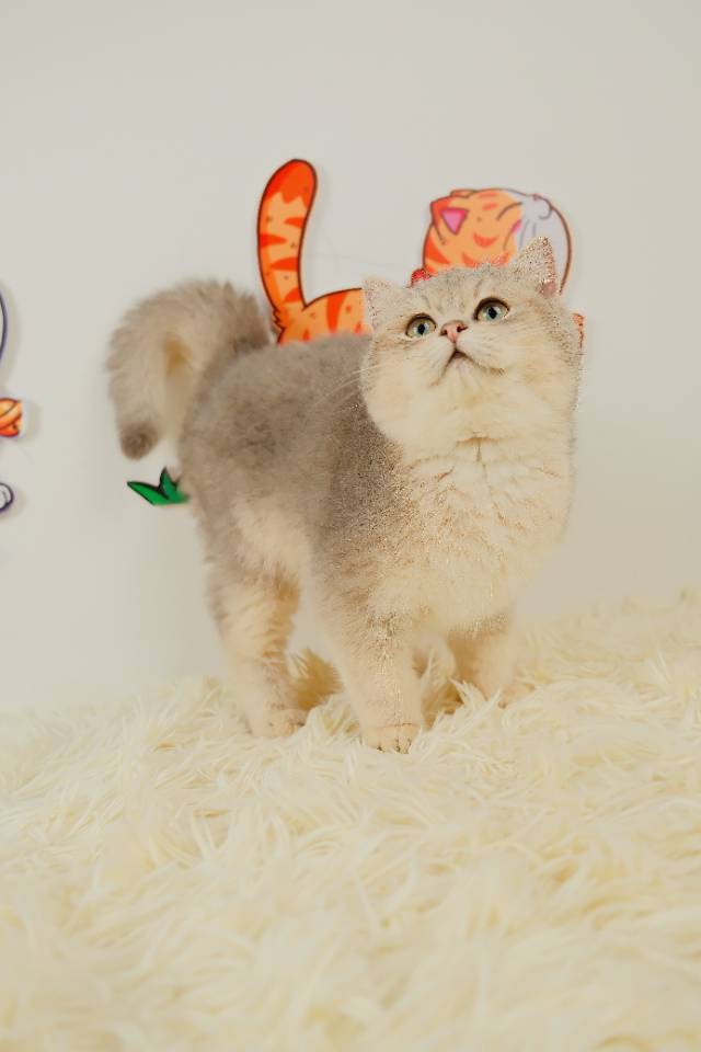 7 照片 2