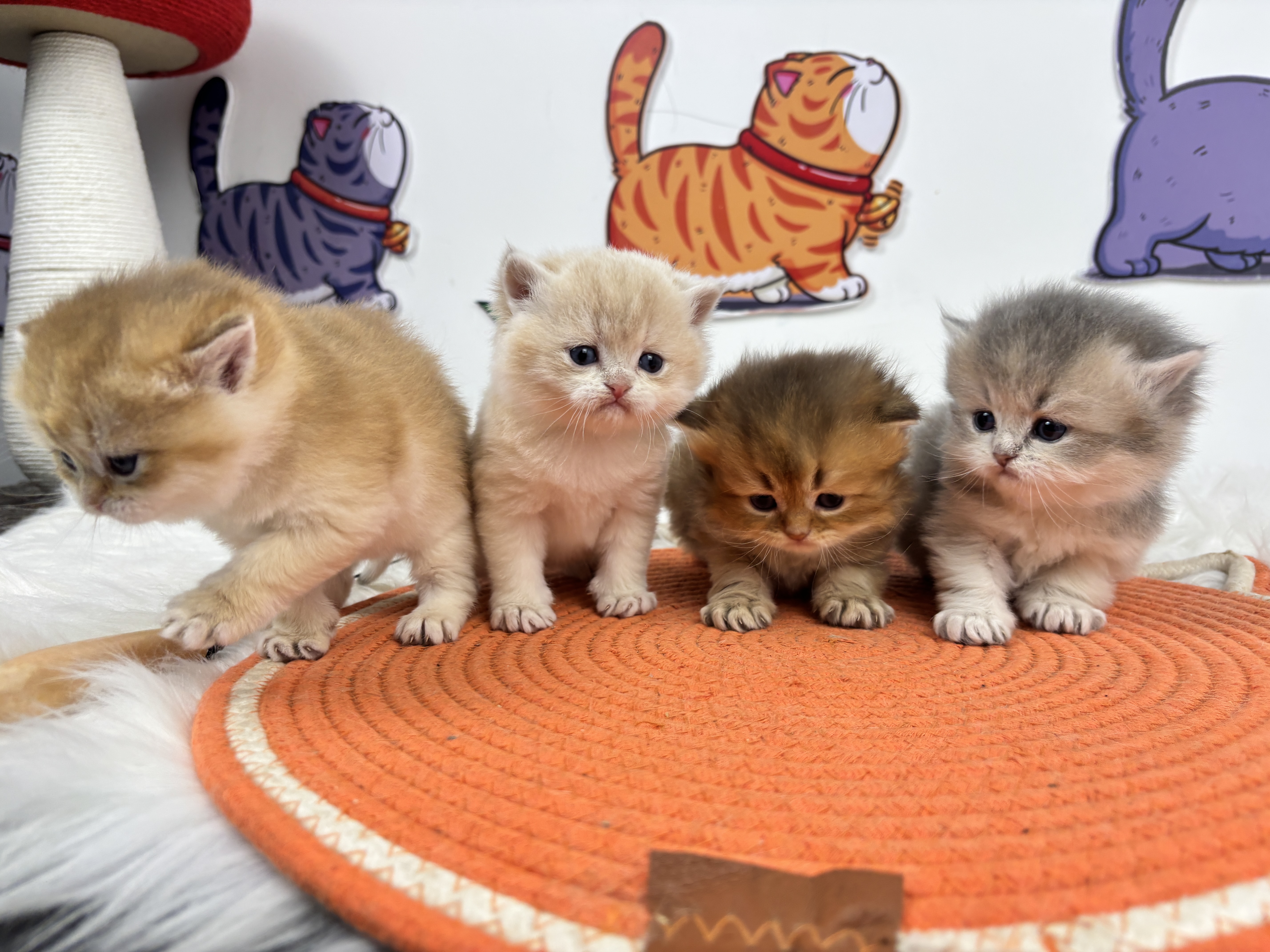 四胞胎-长毛蓝金弟弟 照片 3