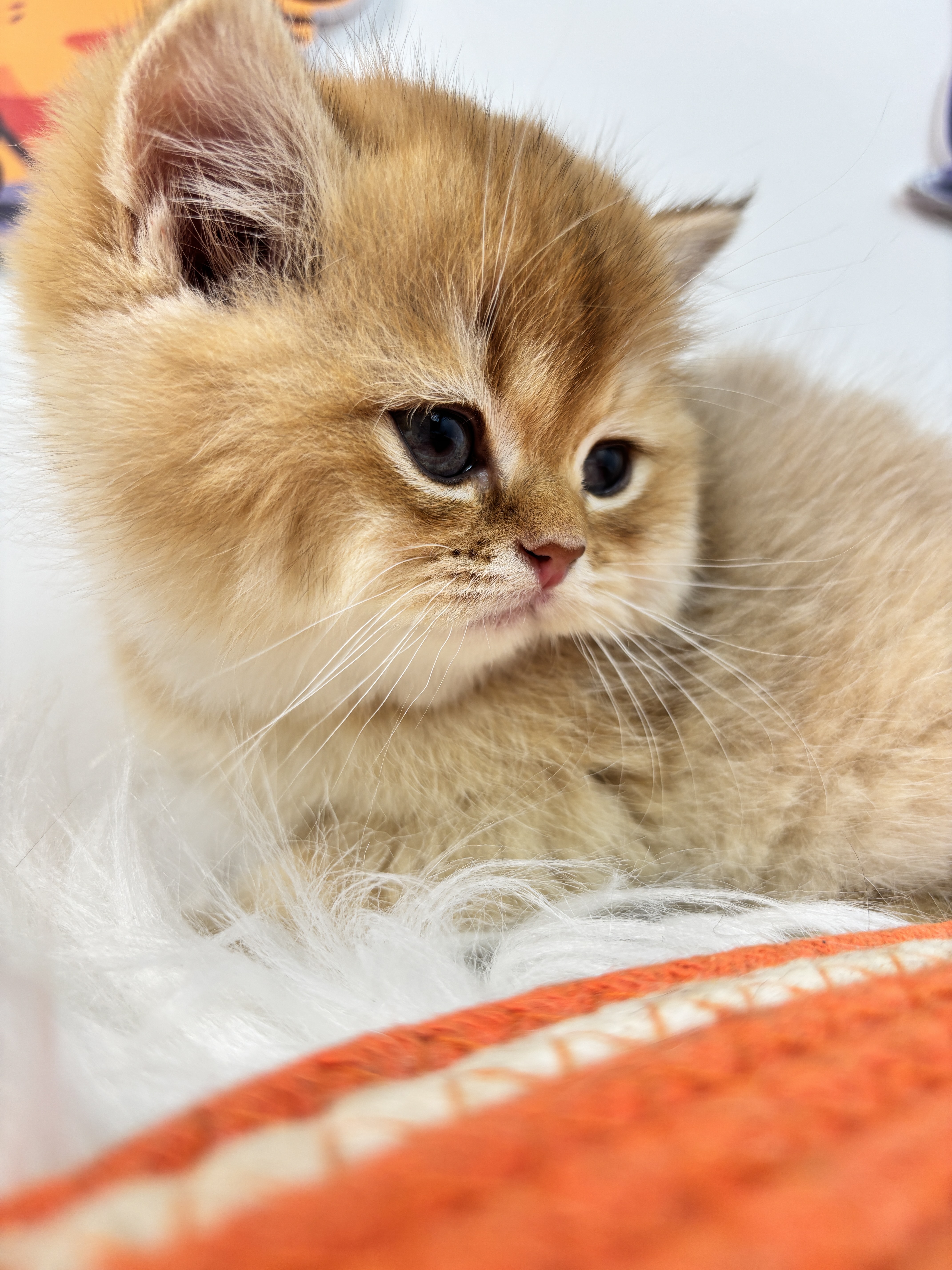 短毛三胞胎−二老弟 照片 4