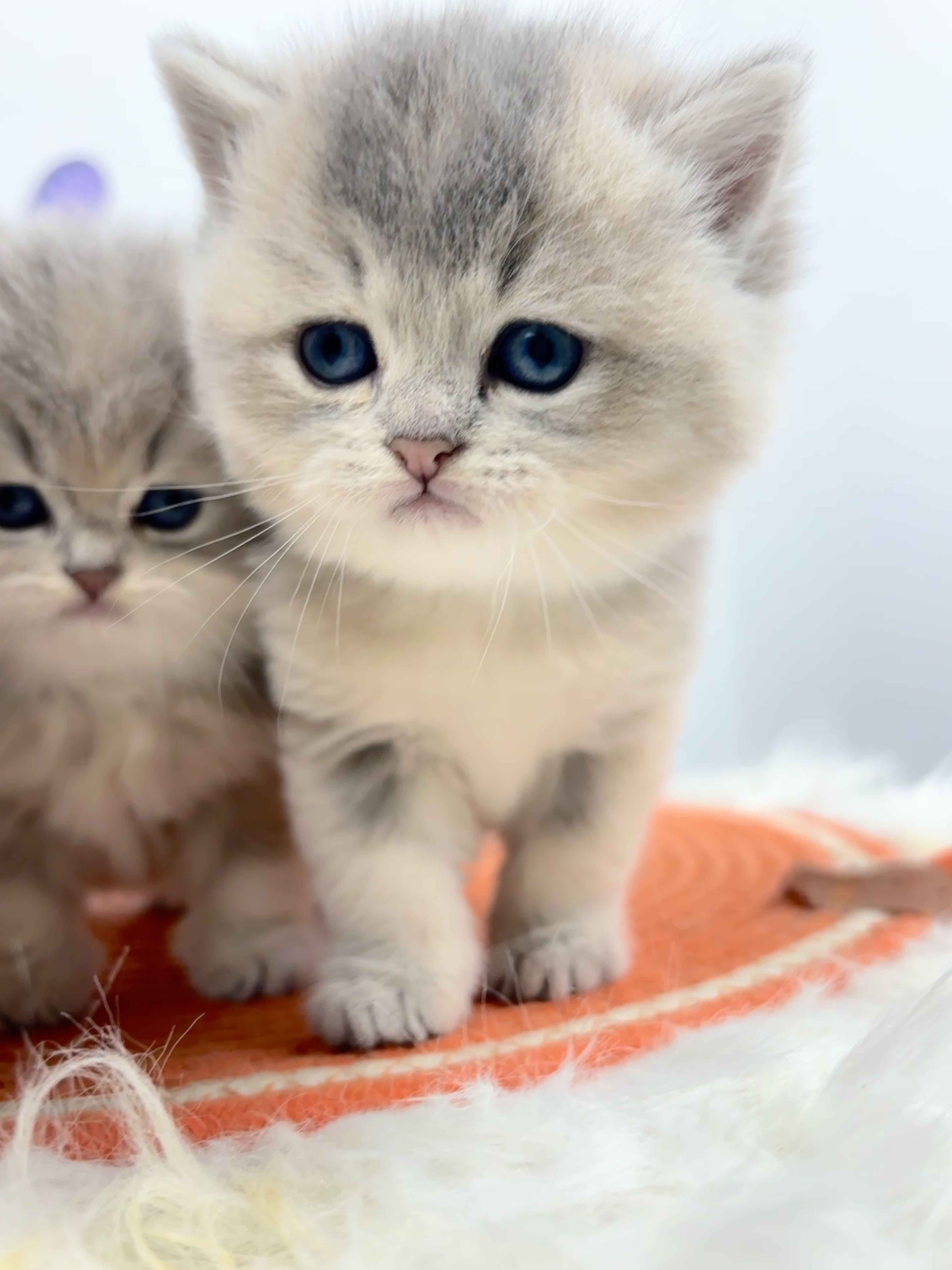 格力乔的老三 照片 1