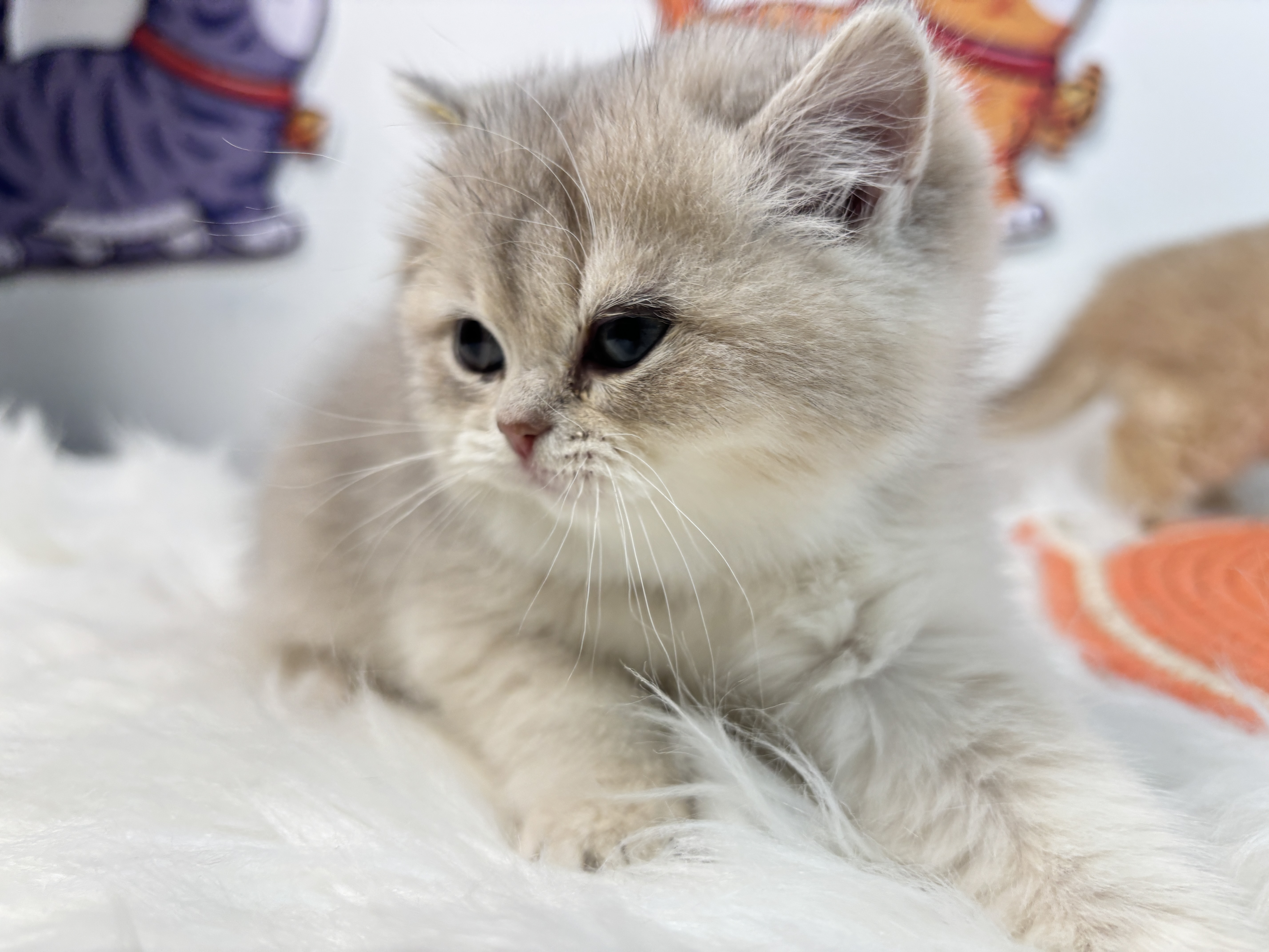 短毛三胞胎−蓝金妹妹 照片 1