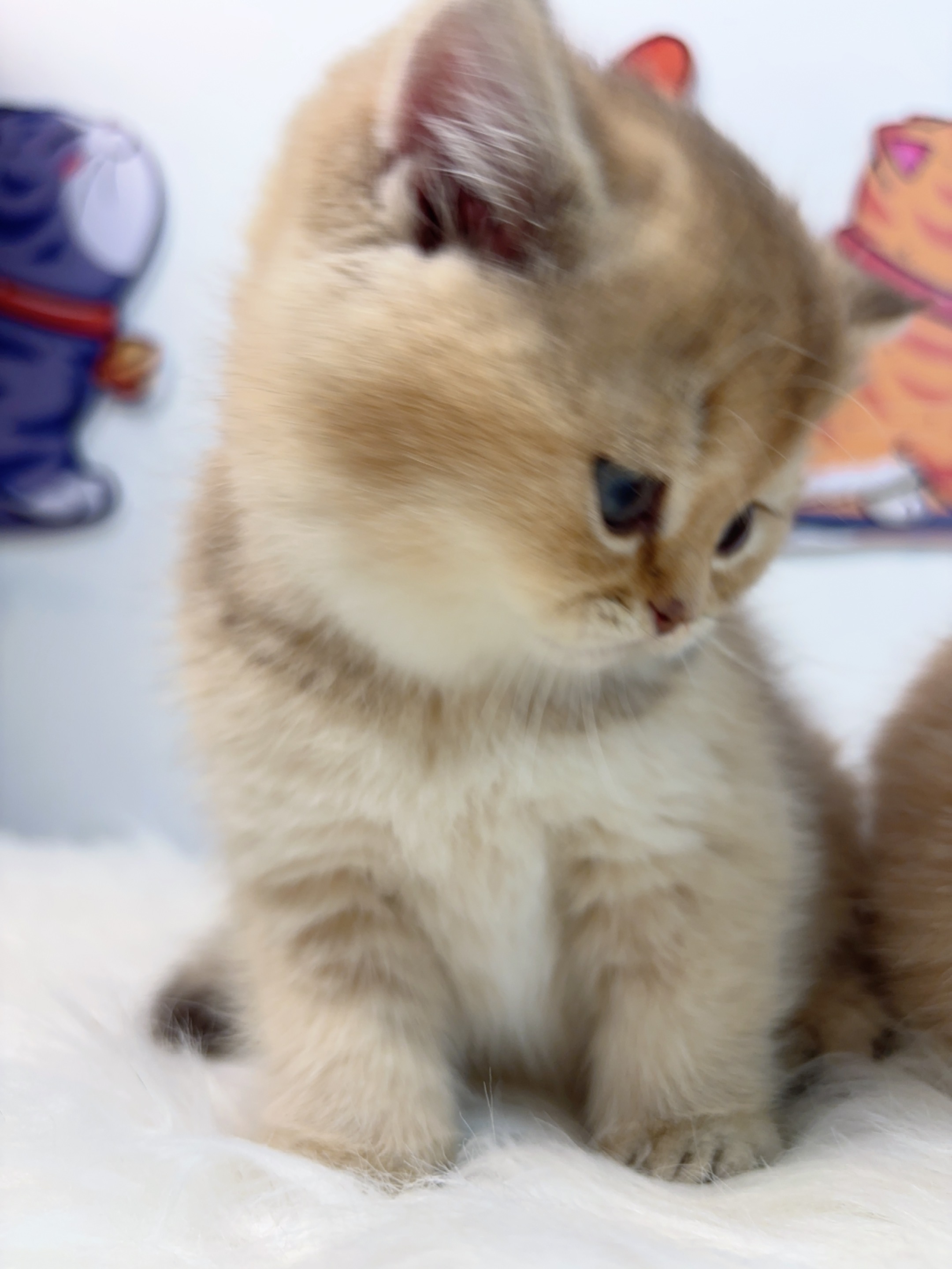 短毛三胞胎-金大老弟 照片 4