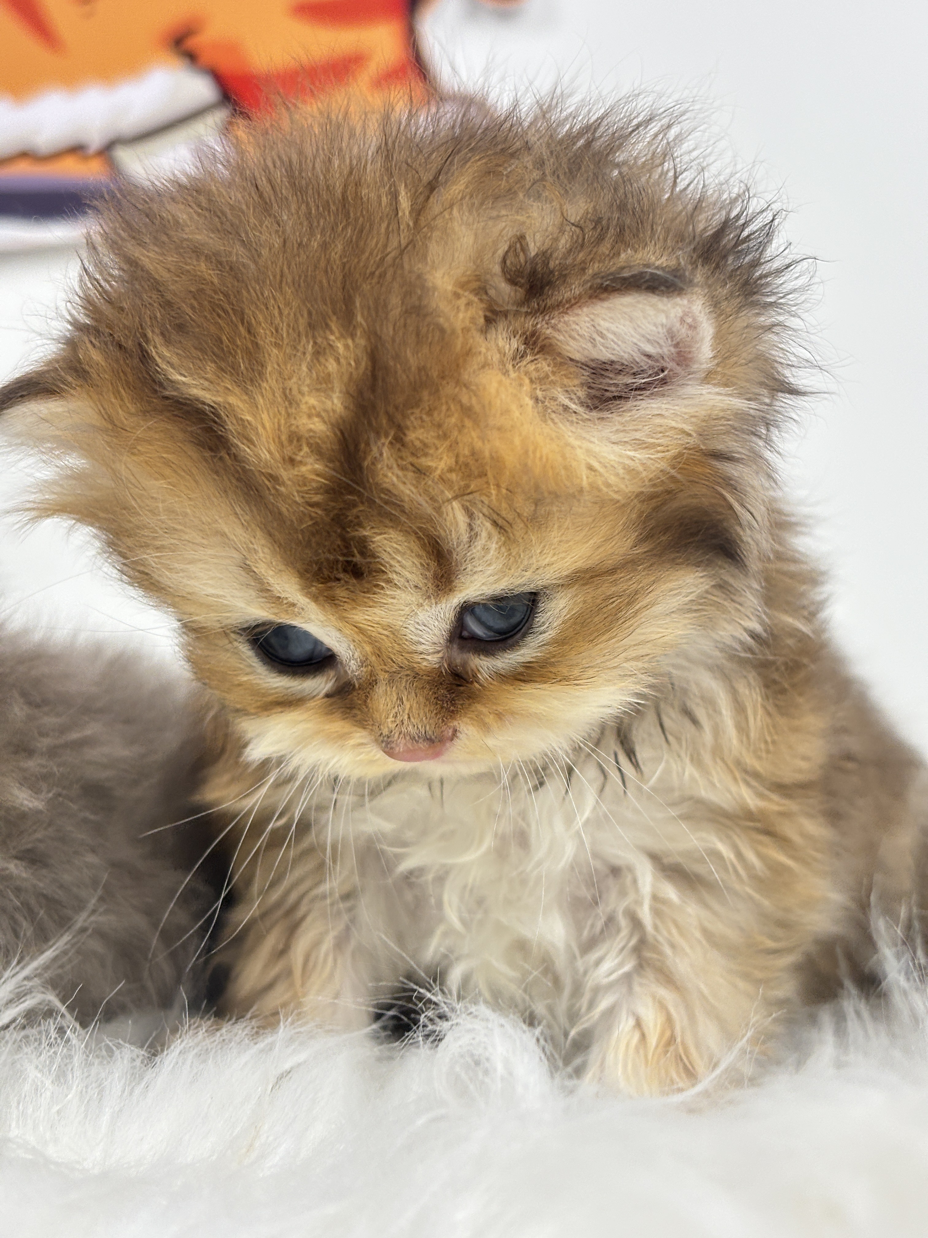 长毛金渐层妹妹 照片 1