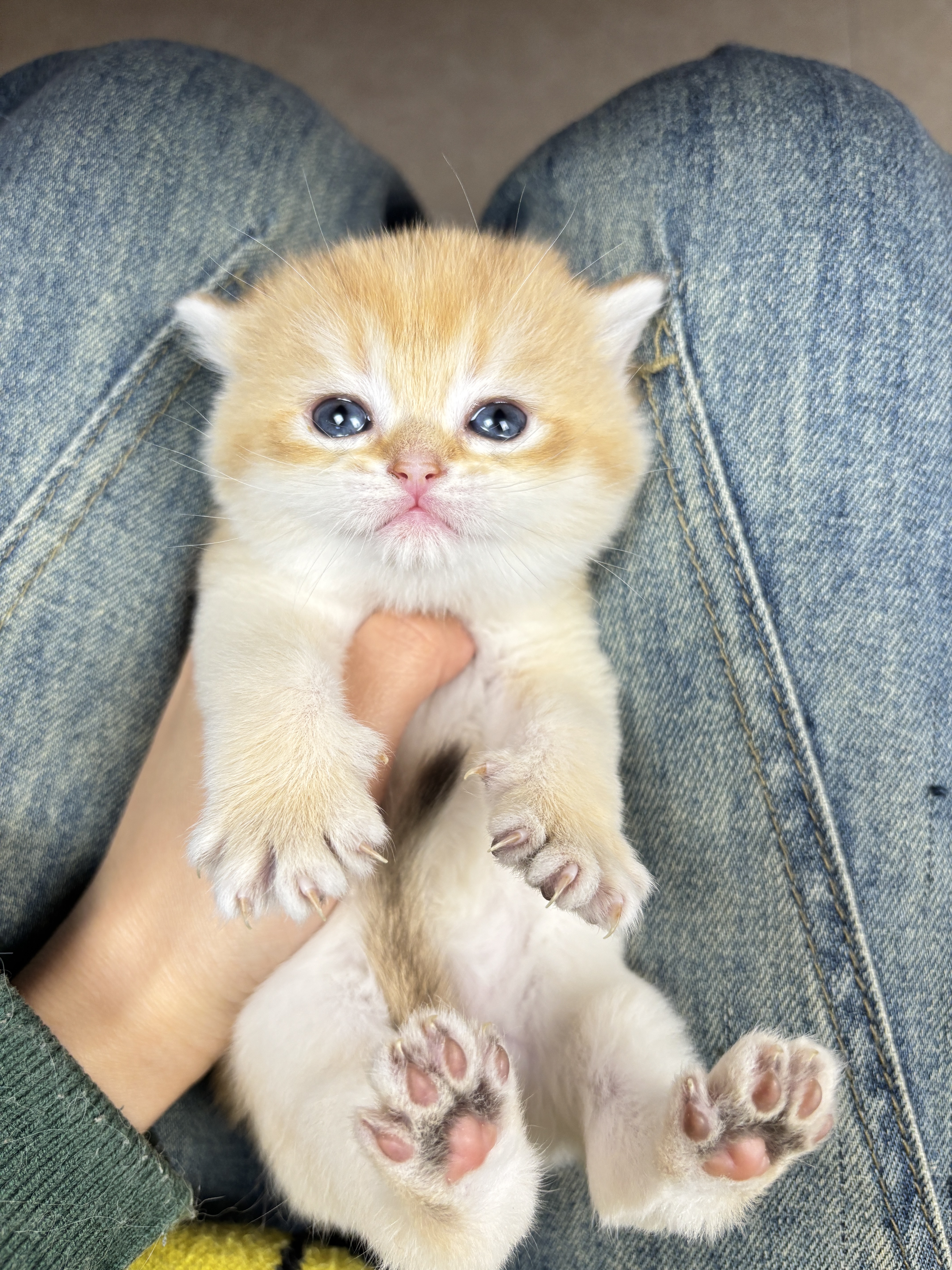 四胞胎-金渐层妹妹 照片 4