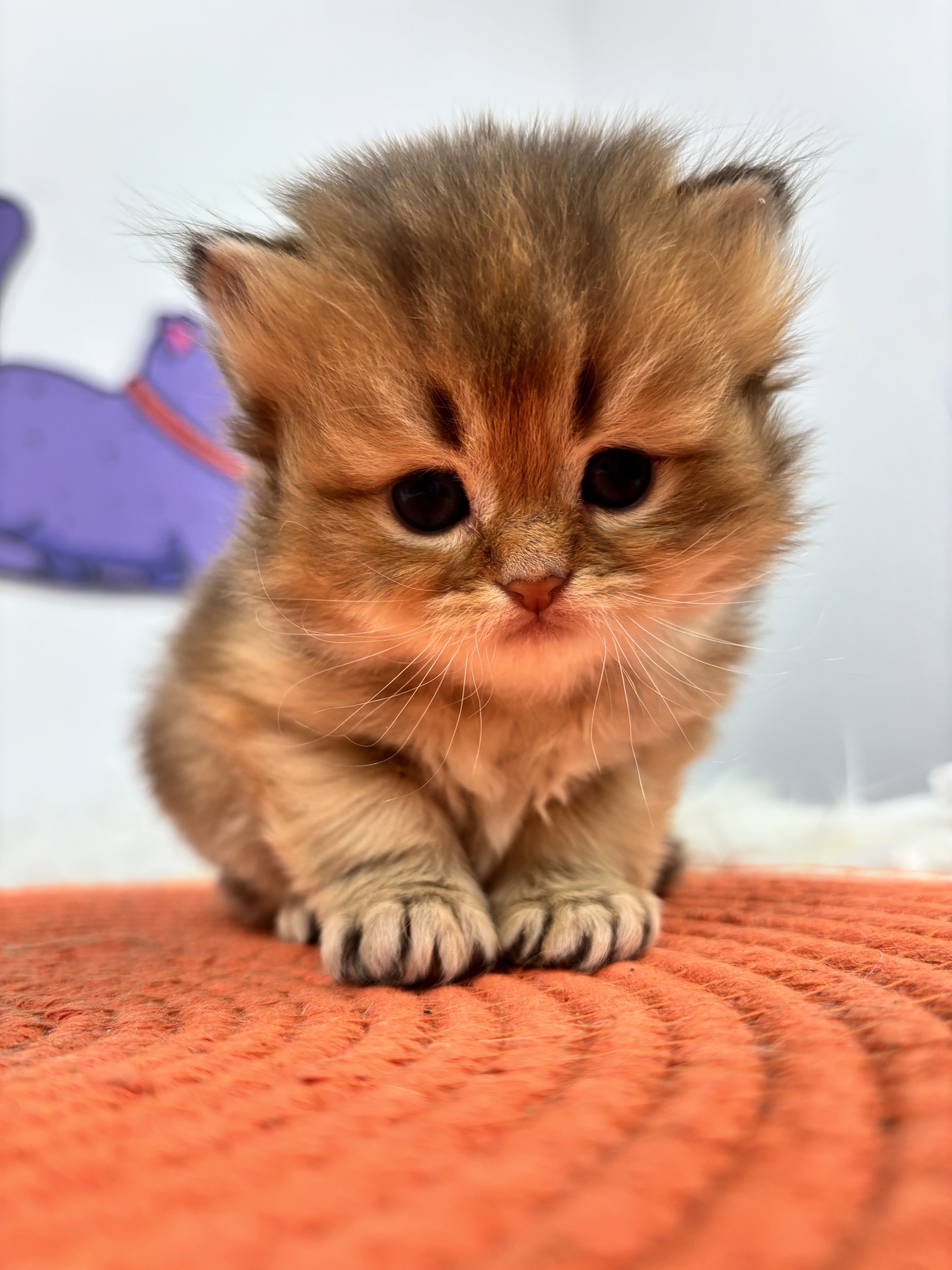 四胞胎-长毛金渐层弟弟 照片 4