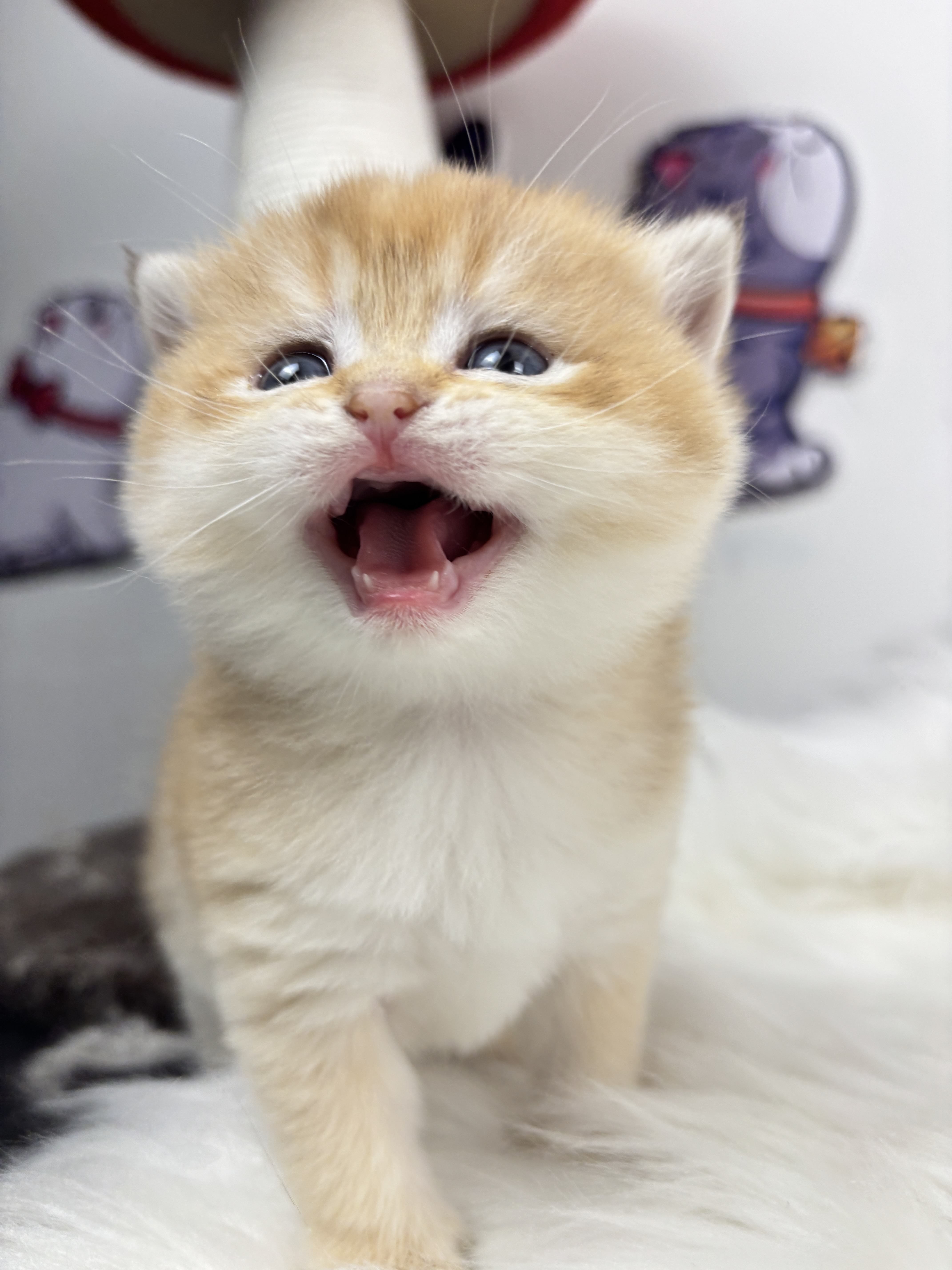 四胞胎-金渐层妹妹 照片 1