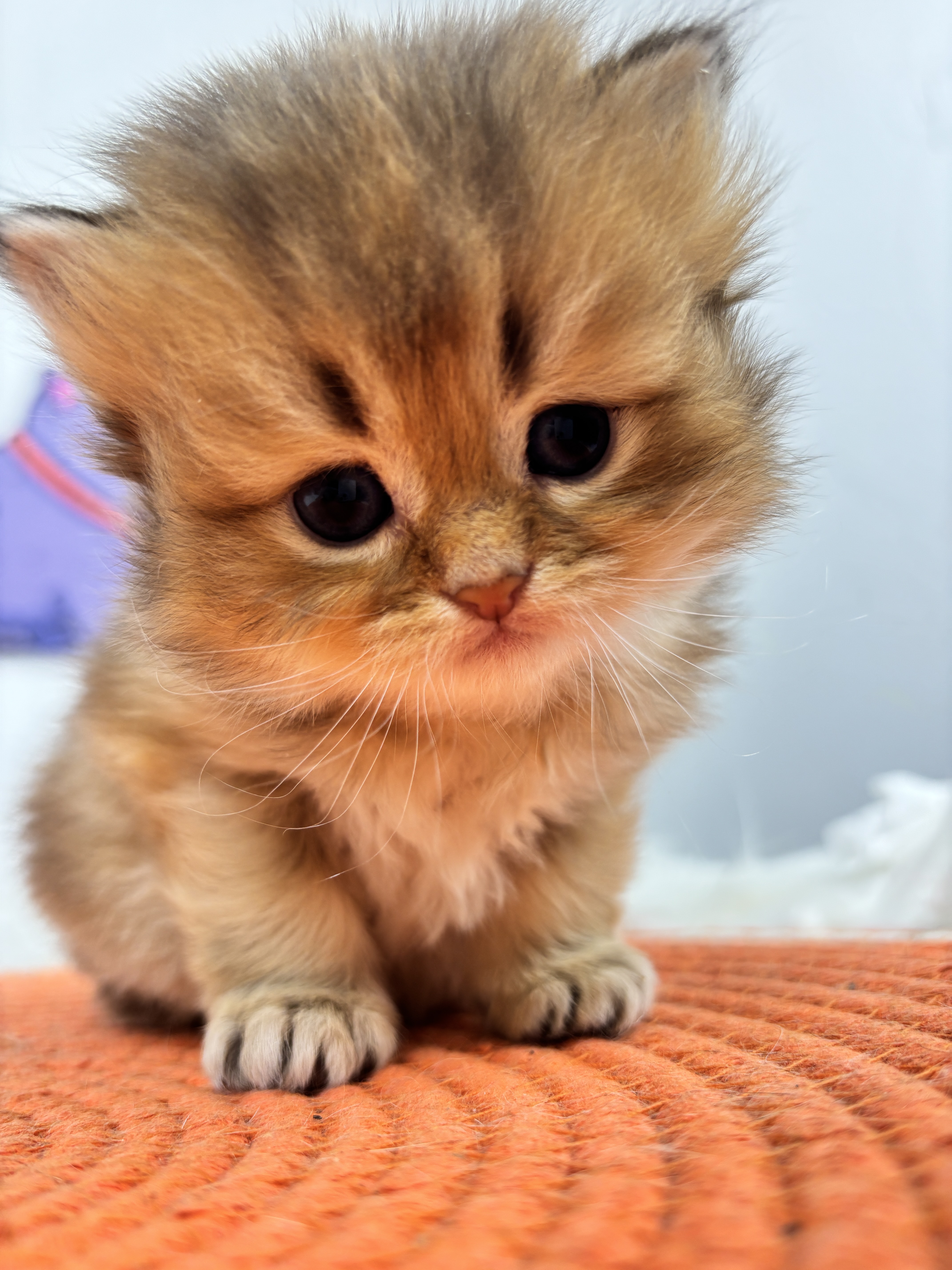 四胞胎-长毛金渐层弟弟 照片 1