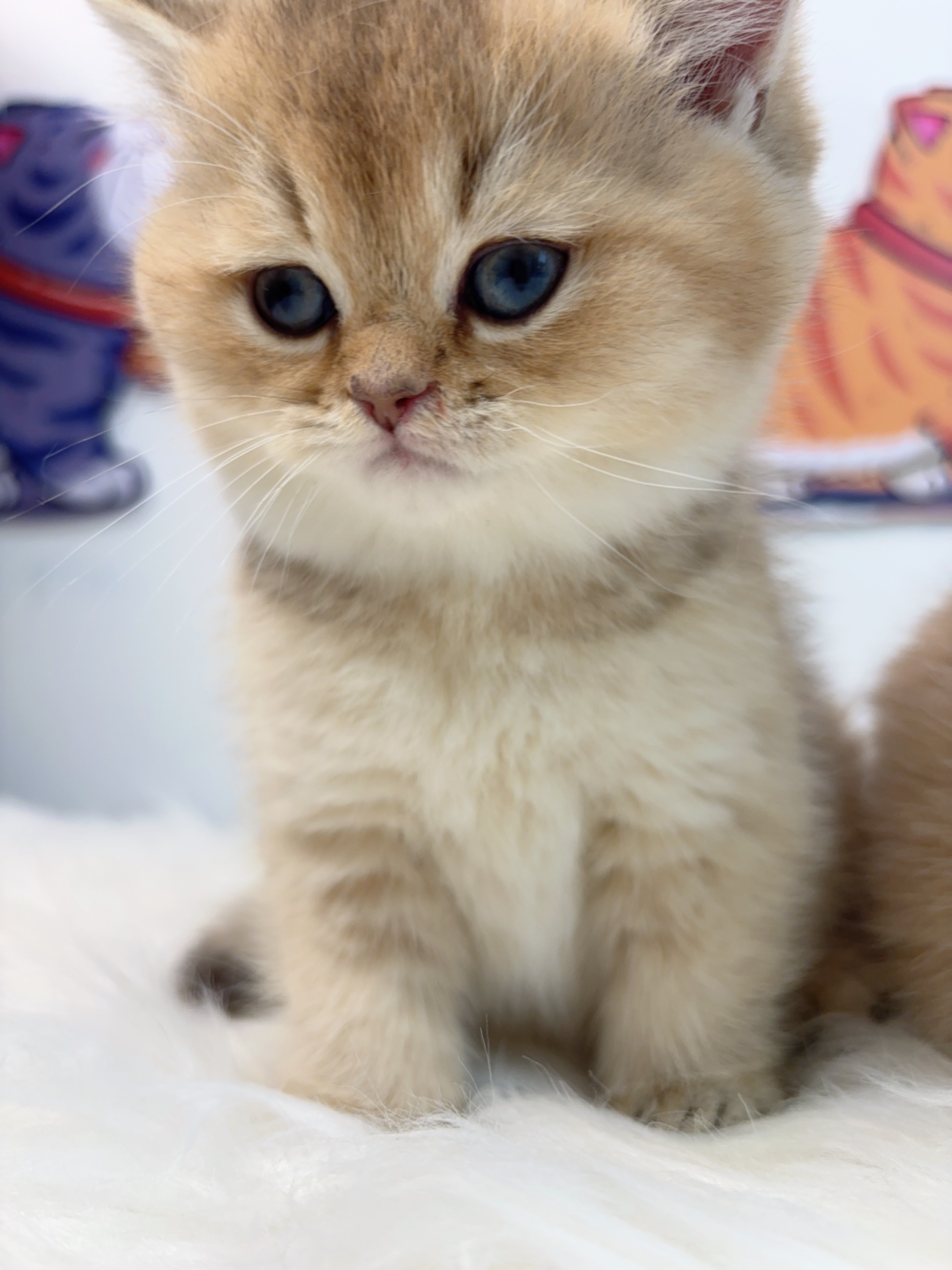 短毛三胞胎-金大老弟 照片 1