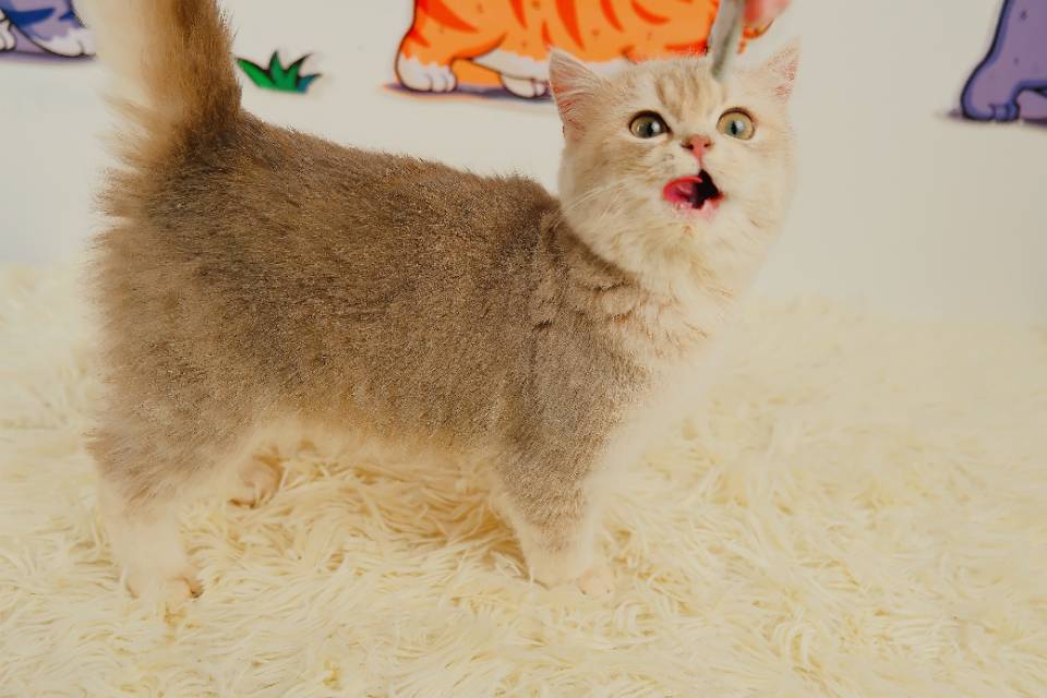 9 照片 3