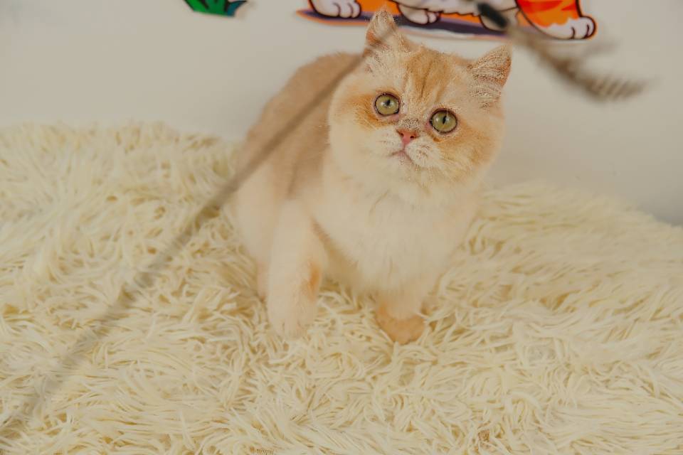 2 照片 2
