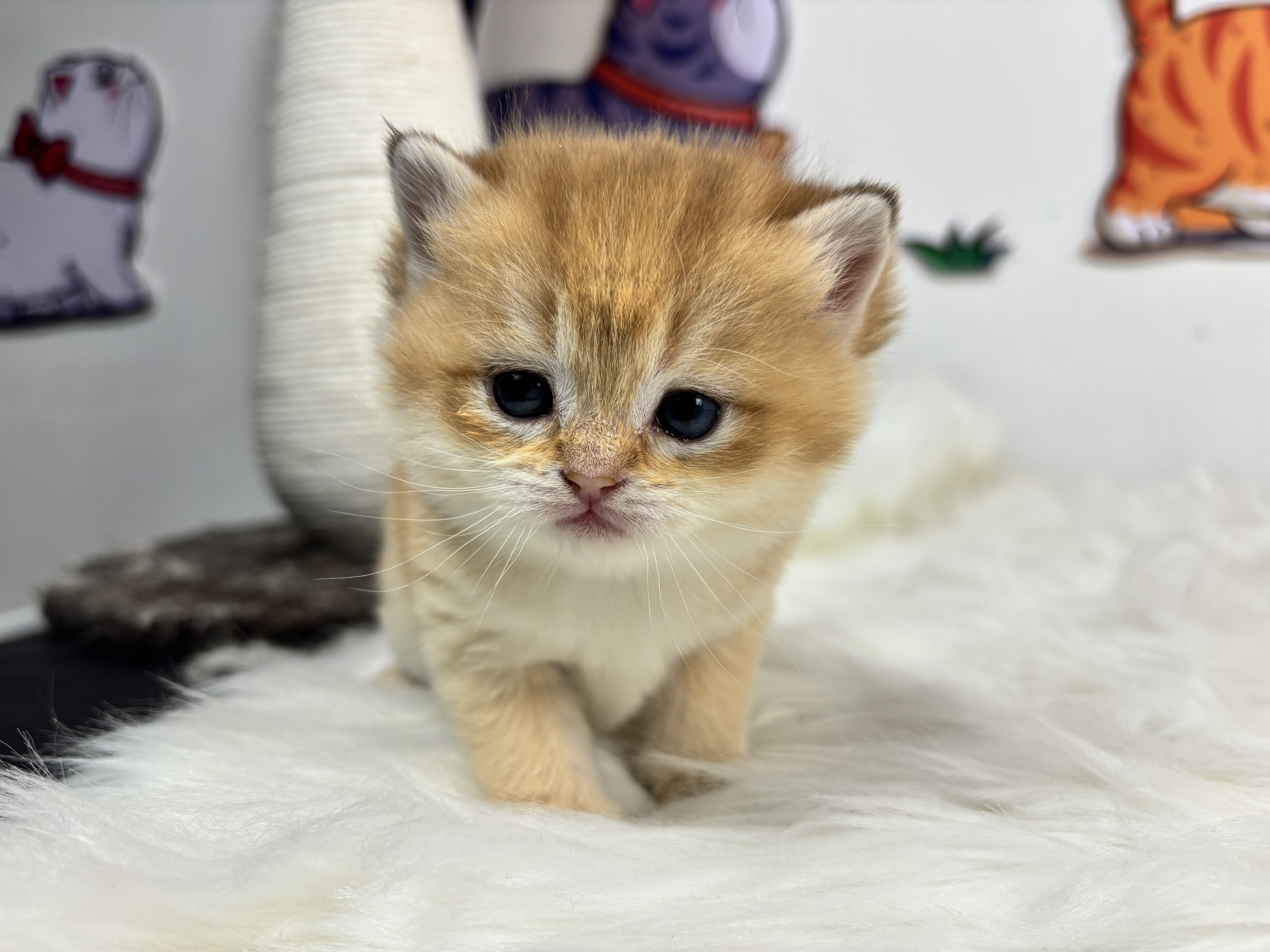 四胞胎-长毛金渐层弟弟 照片 3